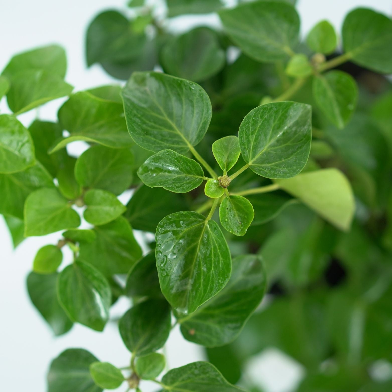 HEDERA ARBORI 'COMPACT' Bluszcz irlandzki