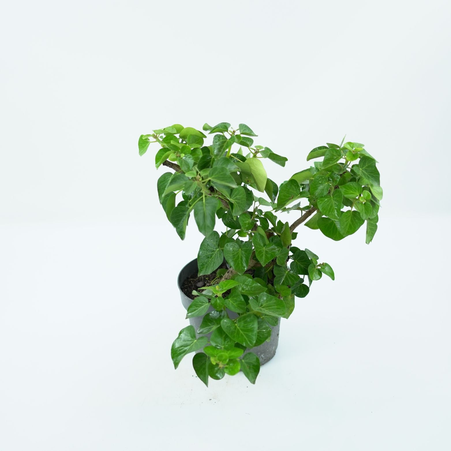 HEDERA ARBORI 'COMPACT' Bluszcz irlandzki