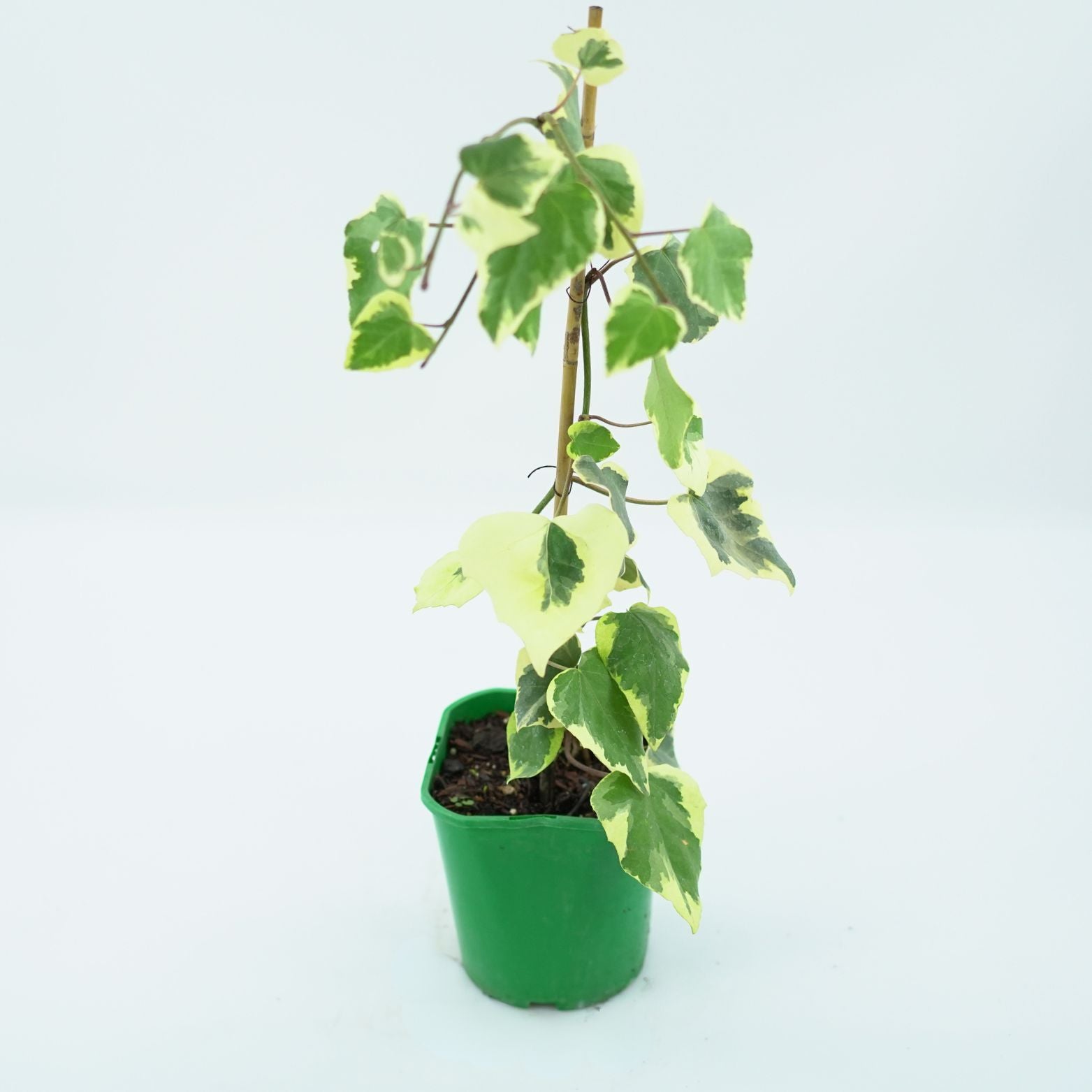 HEDERA COLCHICA 'DENTATA VARIEGATA' Bluszcz kolchidzki