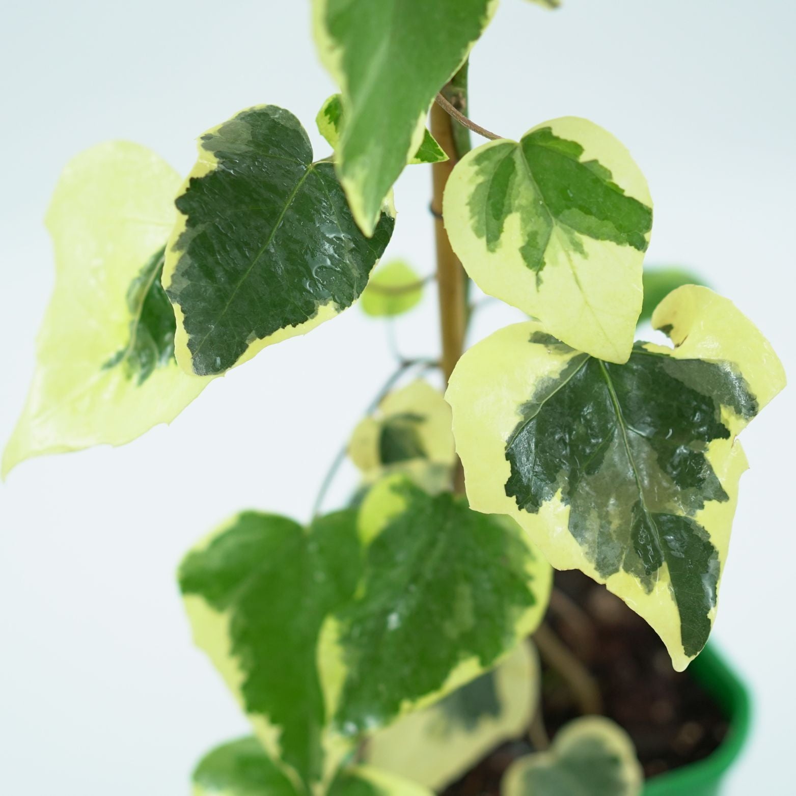 HEDERA COLCHICA 'DENTATA VARIEGATA' Bluszcz kolchidzki
