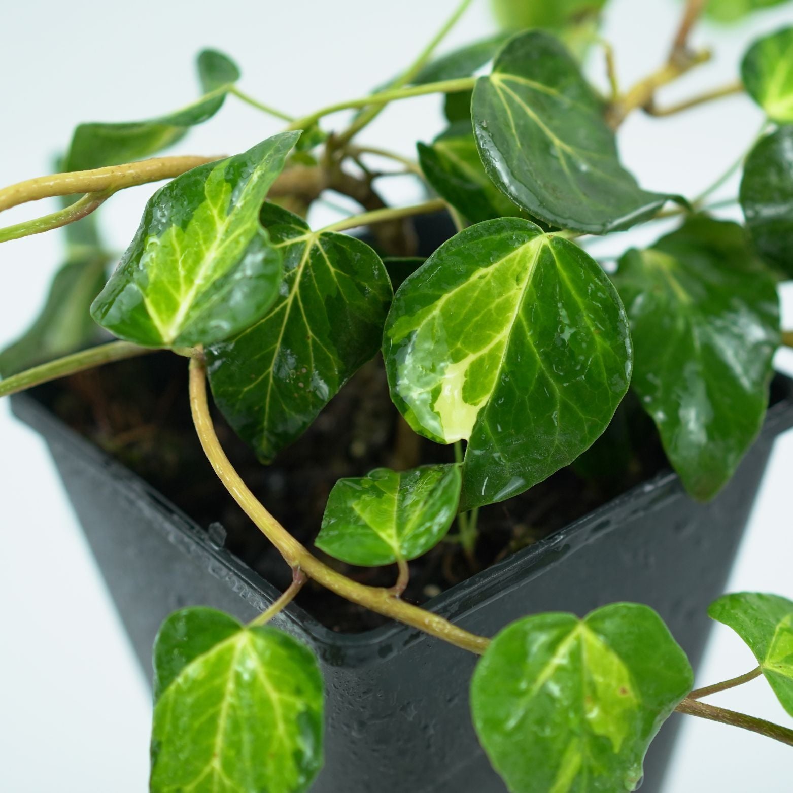HEDERA COLCHICA 'SULPHUR HEART' Bluszcz kolchidzki