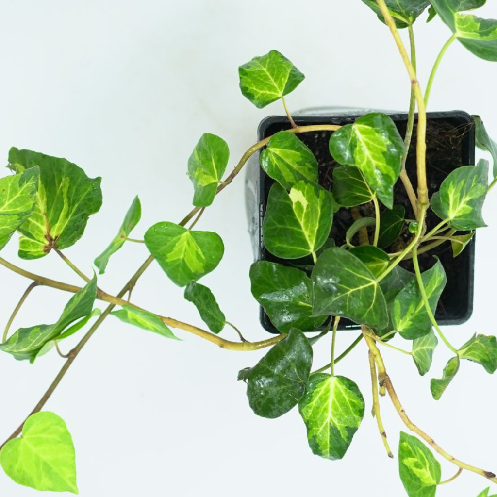 HEDERA COLCHICA 'SULPHUR HEART' Bluszcz kolchidzki