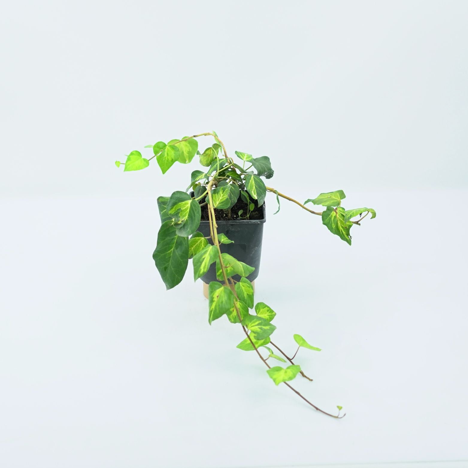 HEDERA COLCHICA 'SULPHUR HEART' Bluszcz kolchidzki