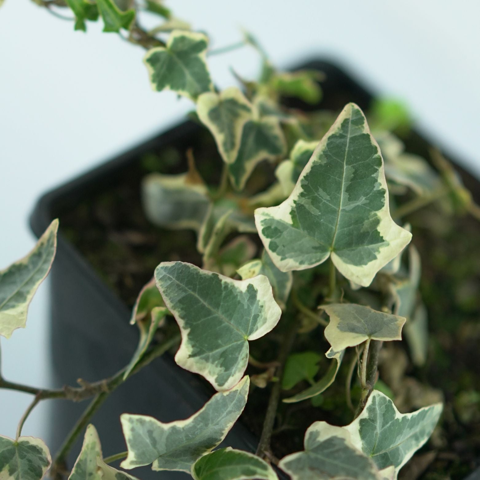HEDERA HELIX 'ADAM' Bluszcz pospolity