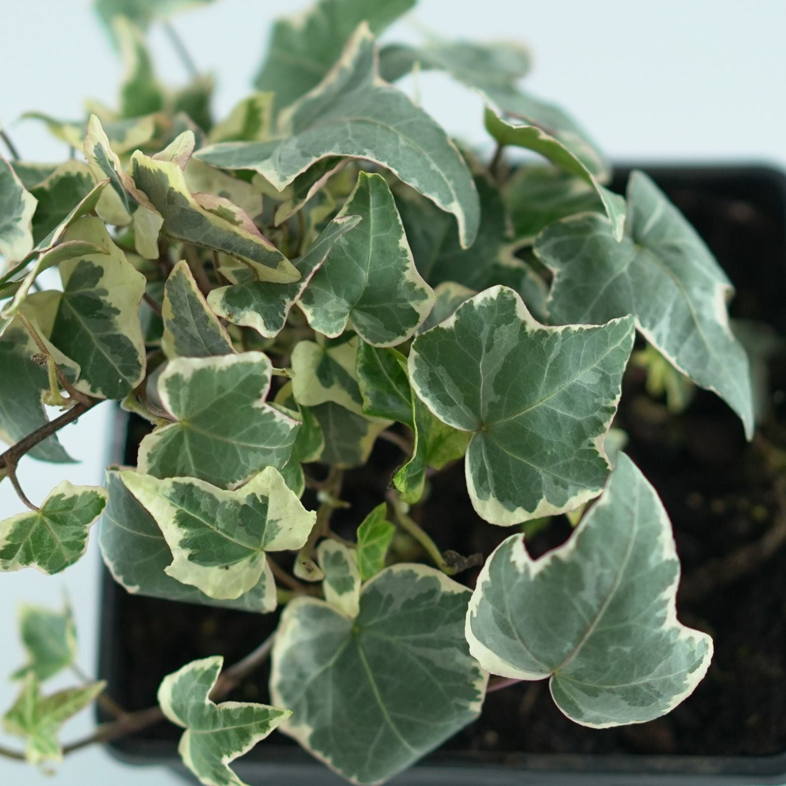 HEDERA HELIX 'ADAM' Bluszcz pospolity