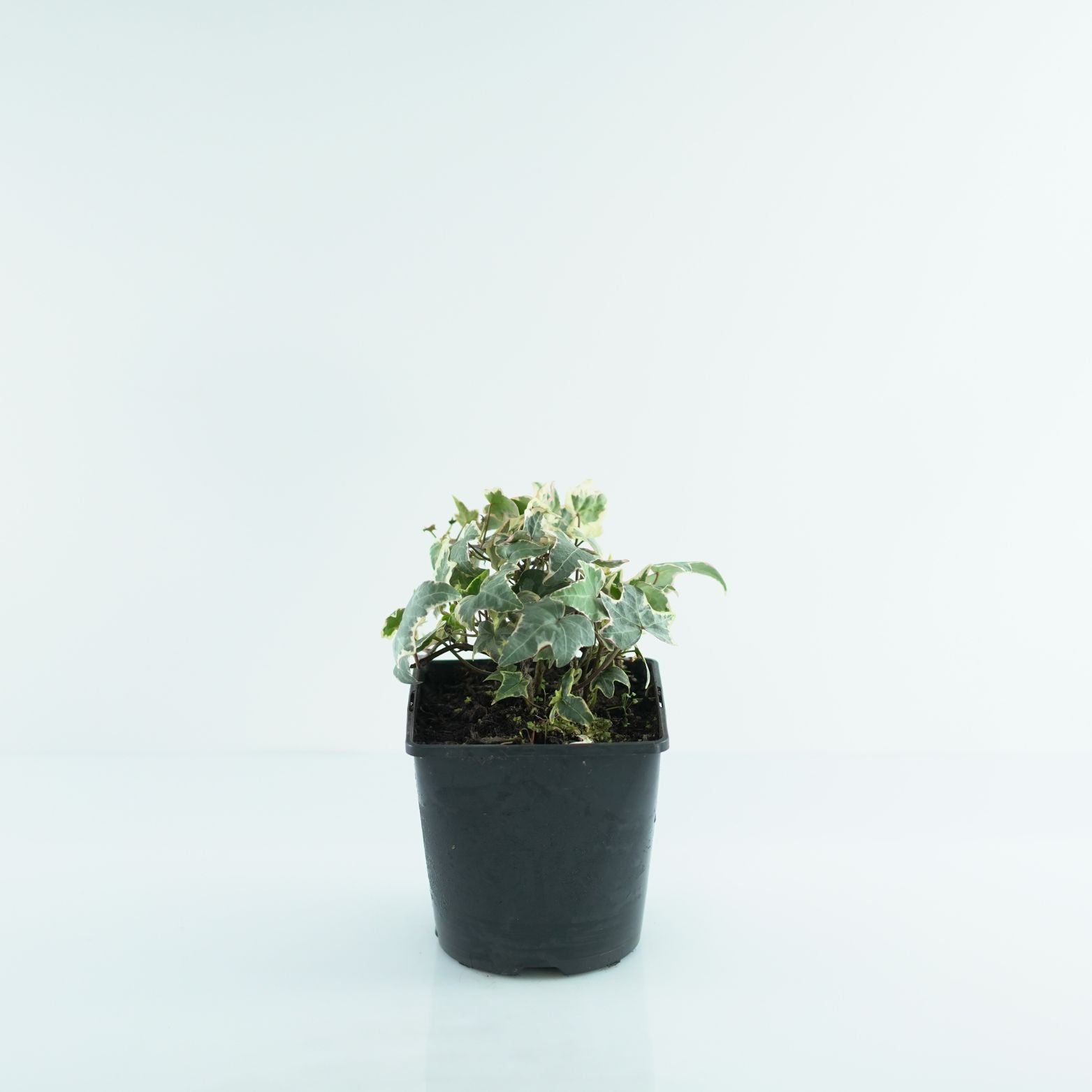 HEDERA HELIX 'ADAM' Bluszcz pospolity