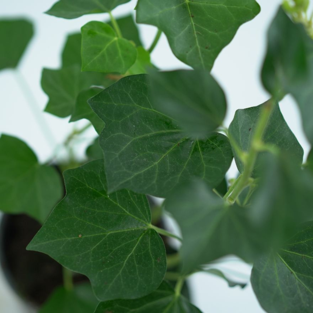 HEDERA HELIX 'ARBORESCENS' Bluszcz pospolity