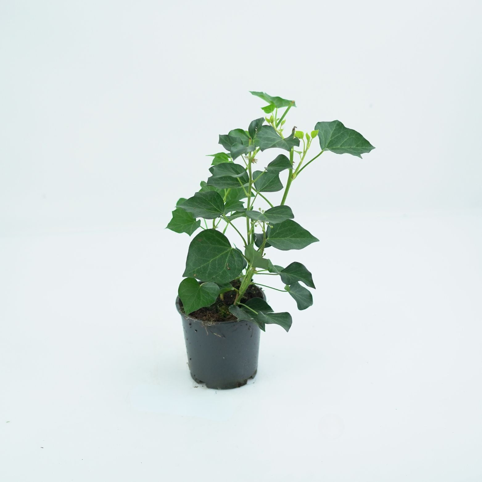 HEDERA HELIX 'ARBORESCENS' Bluszcz pospolity
