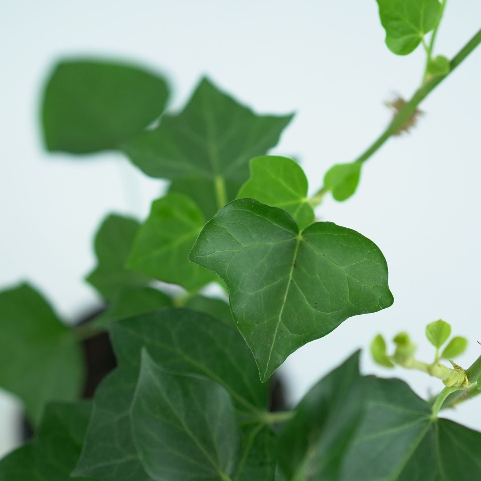 HEDERA HELIX 'ARBORESCENS' Bluszcz pospolity
