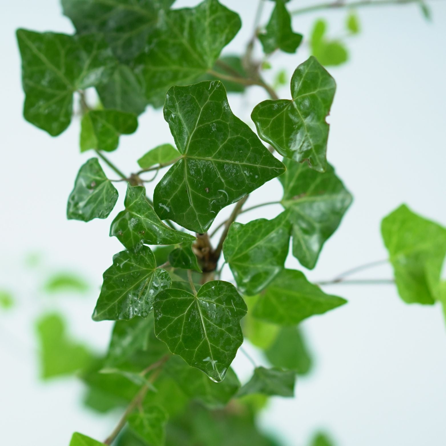 HEDERA HELIX 'BIAŁYSTOK' Bluszcz pospolity