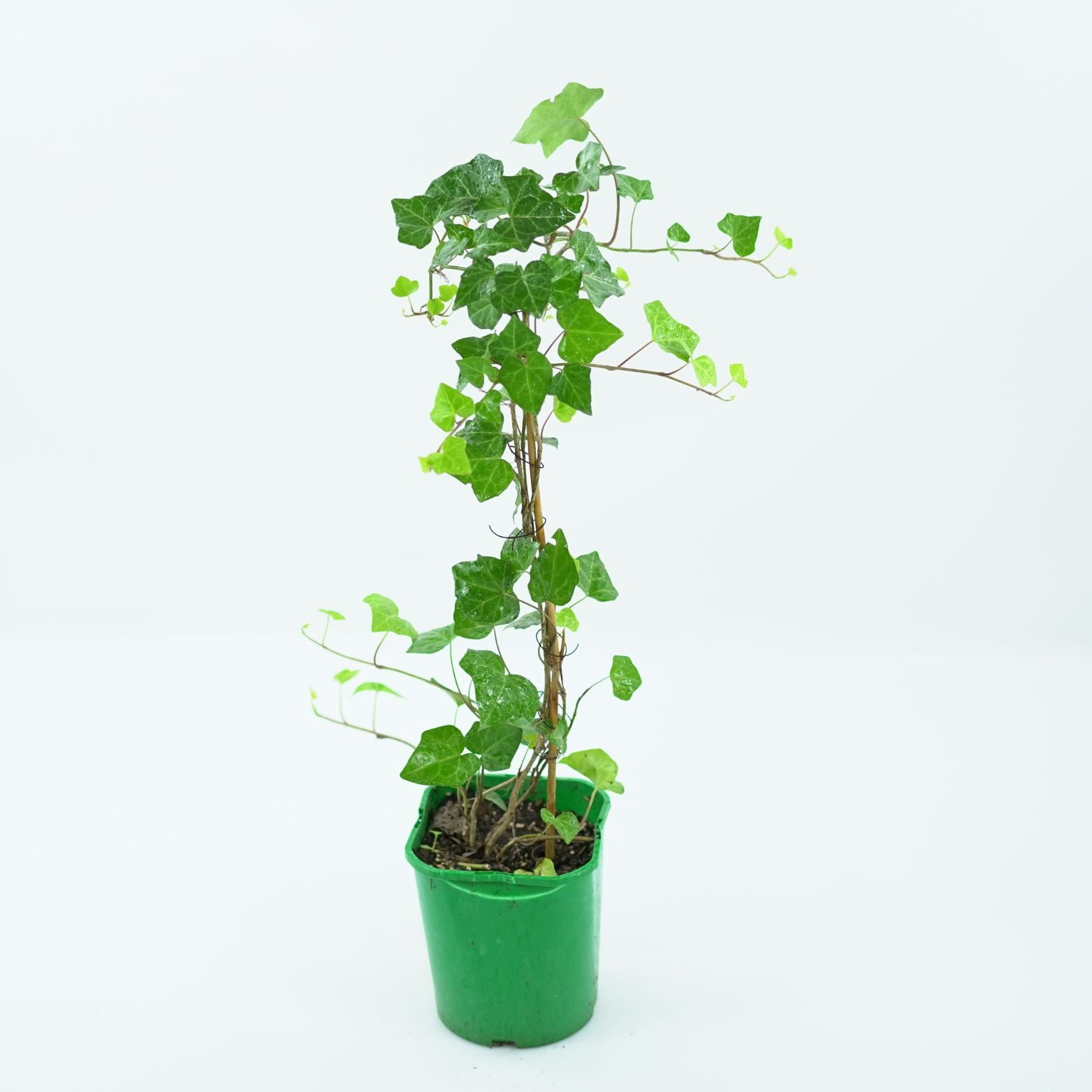 HEDERA HELIX 'BIAŁYSTOK' Bluszcz pospolity