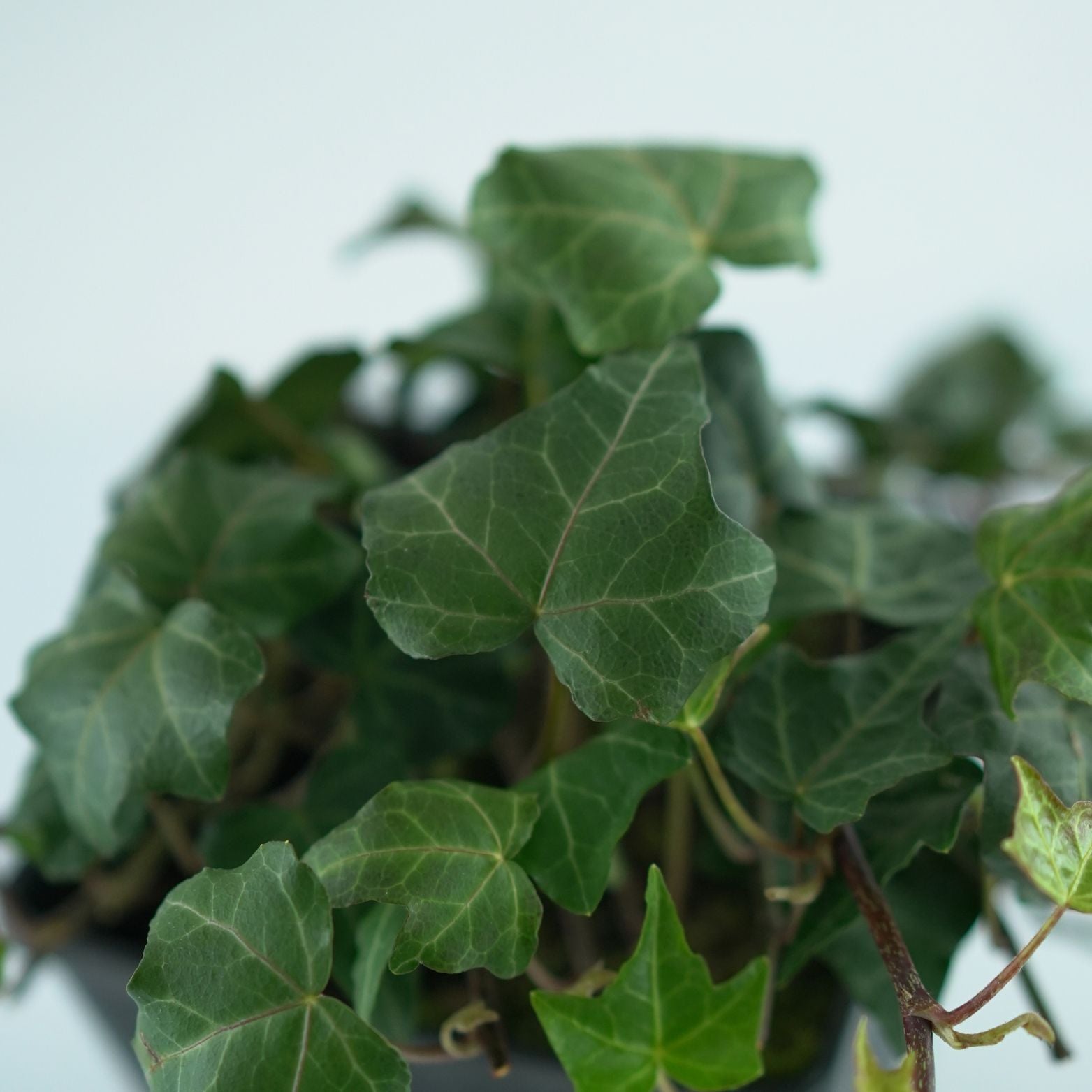 HEDERA HELIX 'BIAŁYSTOK' Bluszcz pospolity