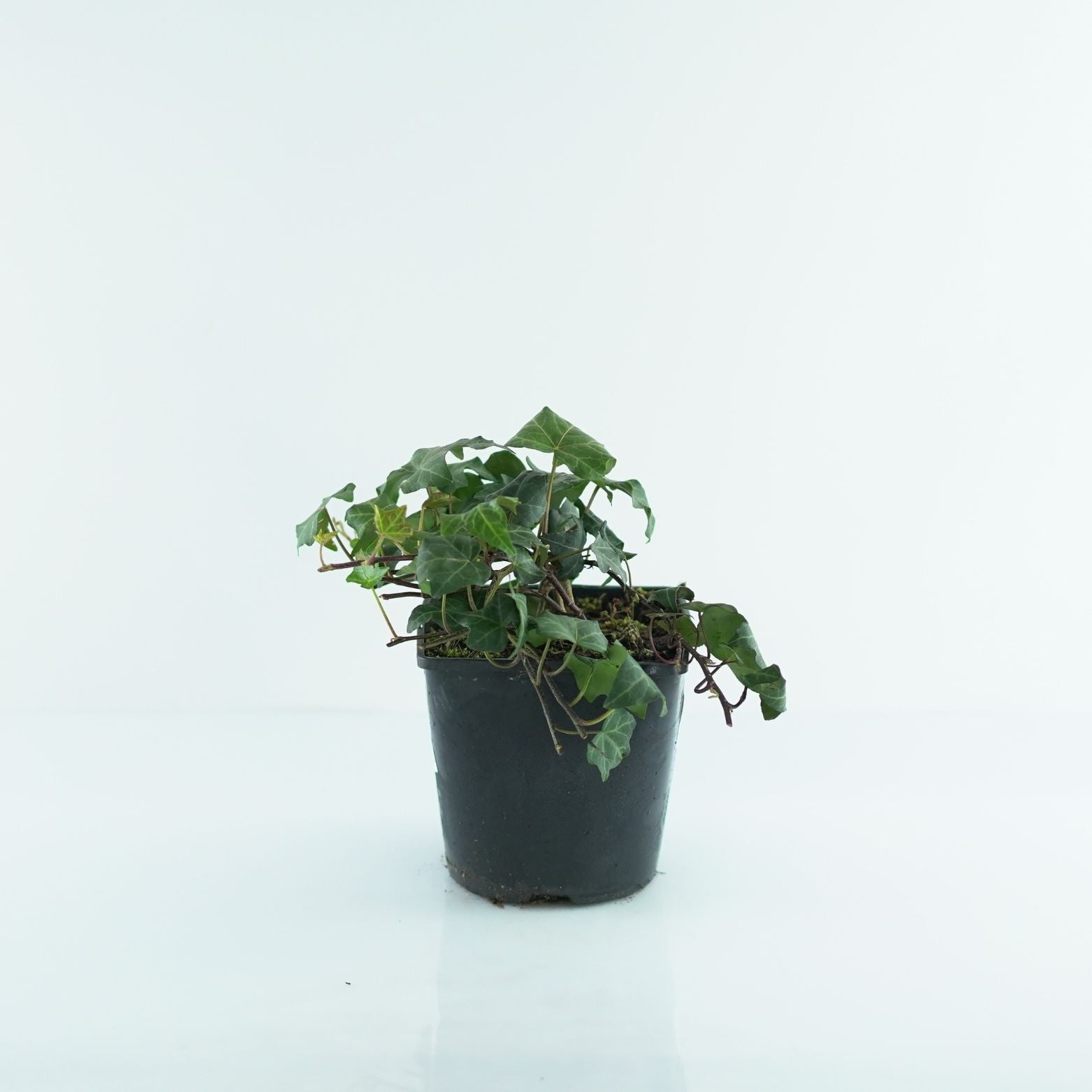 HEDERA HELIX 'BIAŁYSTOK' Bluszcz pospolity