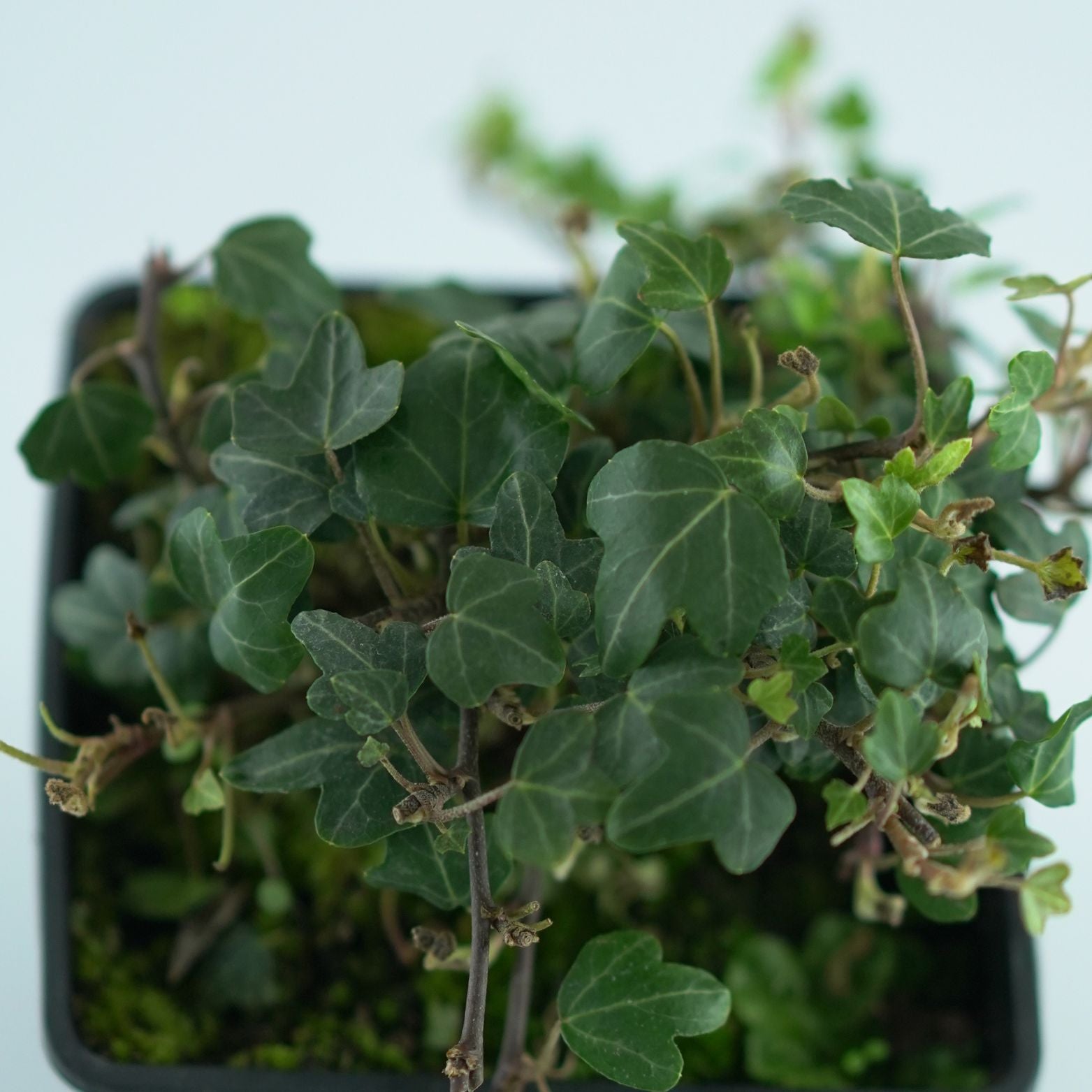 HEDERA HELIX 'Duck Foot' Bluszcz pospolity