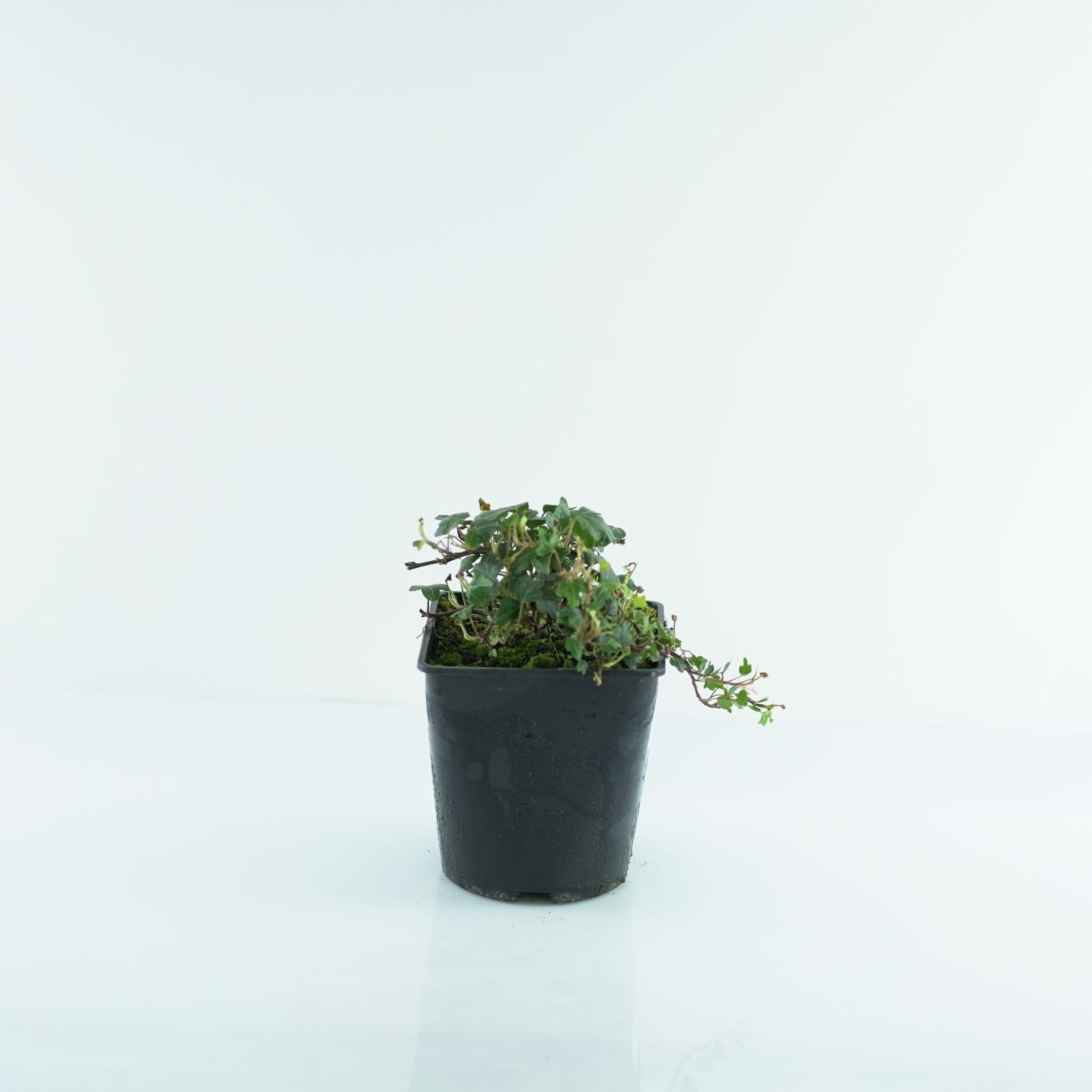 HEDERA HELIX 'Duck Foot' Bluszcz pospolity