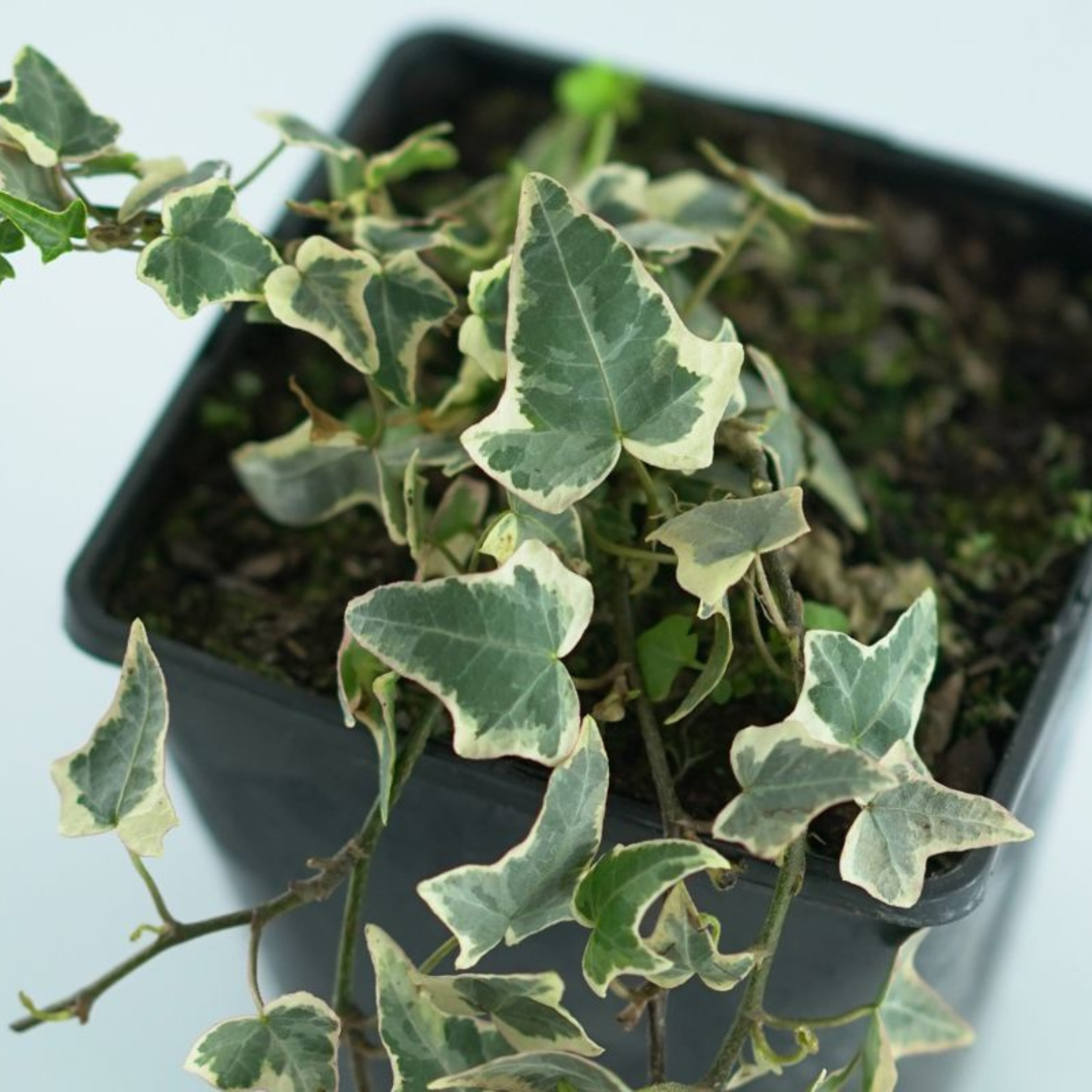 HEDERA HELIX 'Goldchild' Bluszcz pospolity