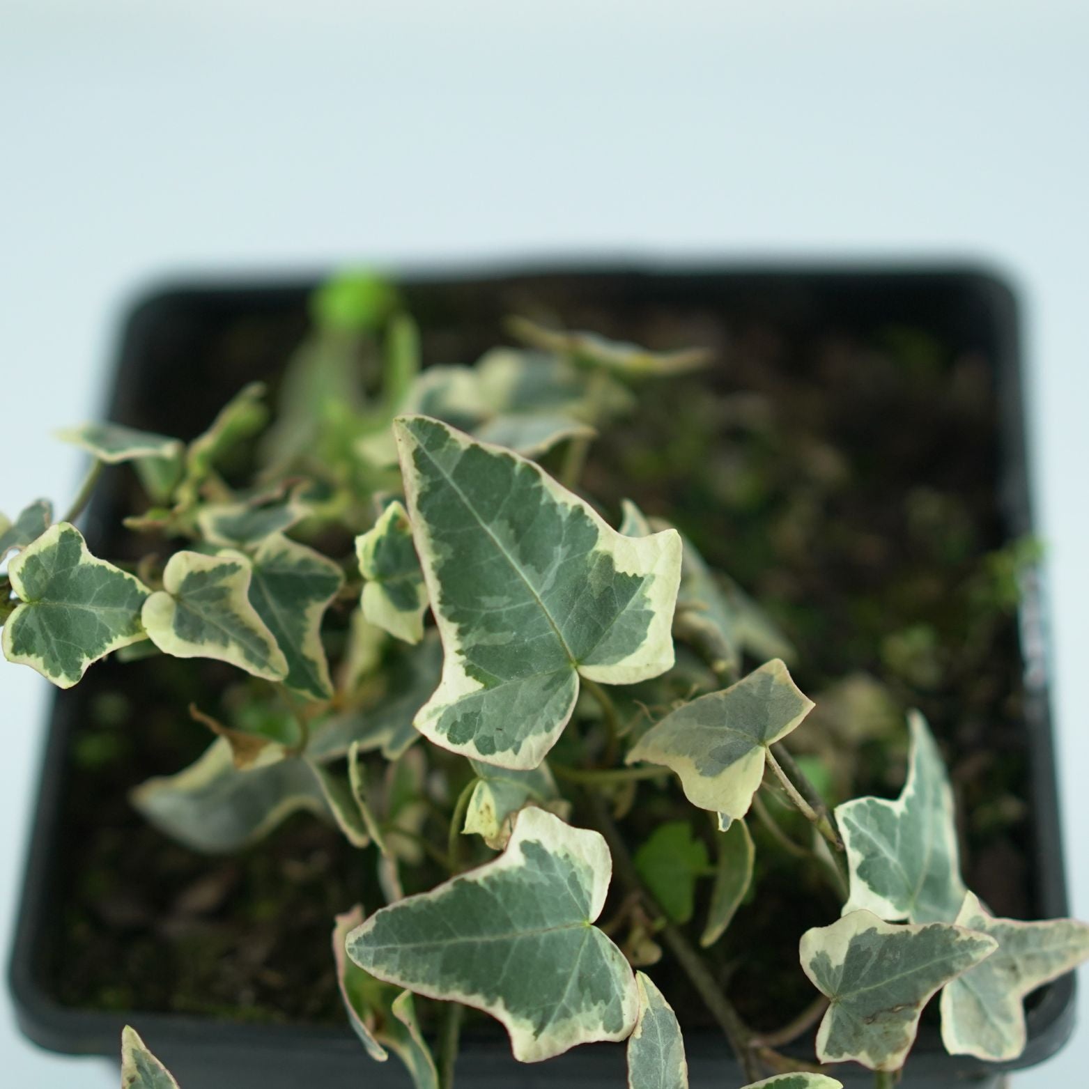 HEDERA HELIX 'Goldchild' Bluszcz pospolity