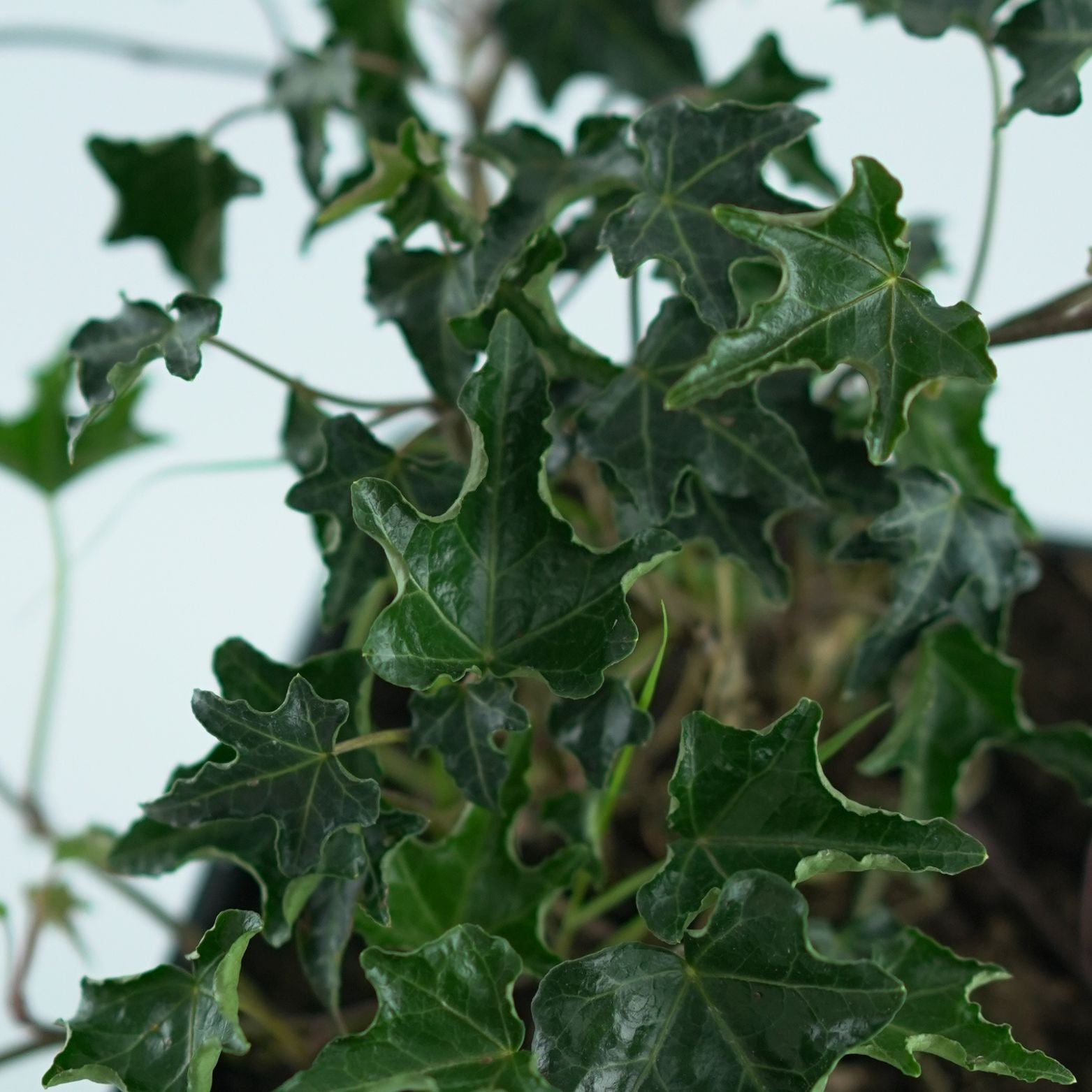 HEDERA HELIX 'Ivalace' Bluszcz pospolity