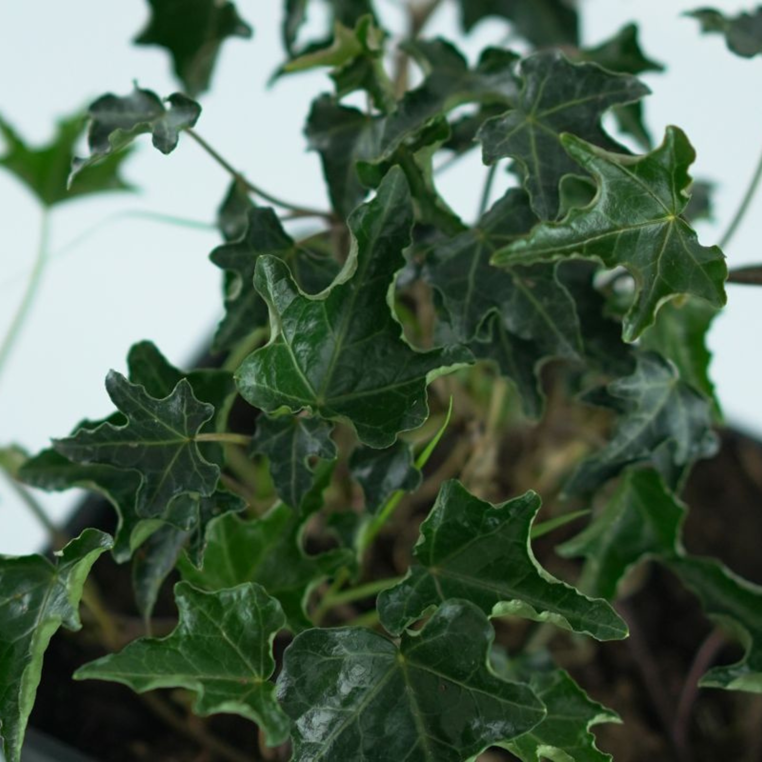 HEDERA HELIX Ivalace Bluszcz pospolity