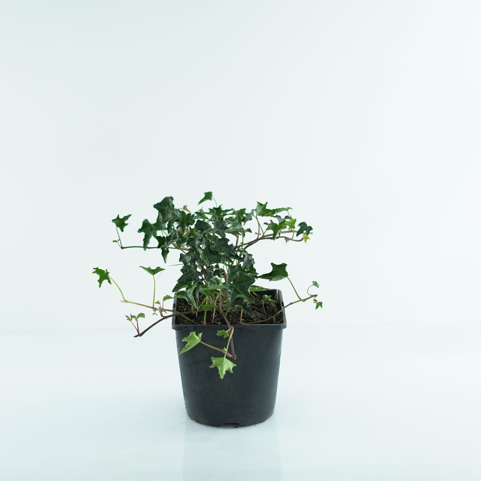 HEDERA HELIX 'Ivalace' Bluszcz pospolity
