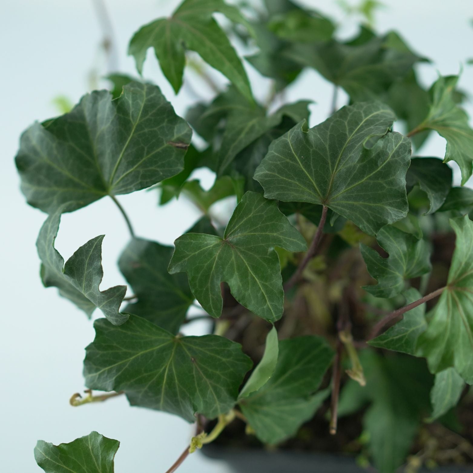 HEDERA HELIX 'Lalla Rookh' Bluszcz pospolity