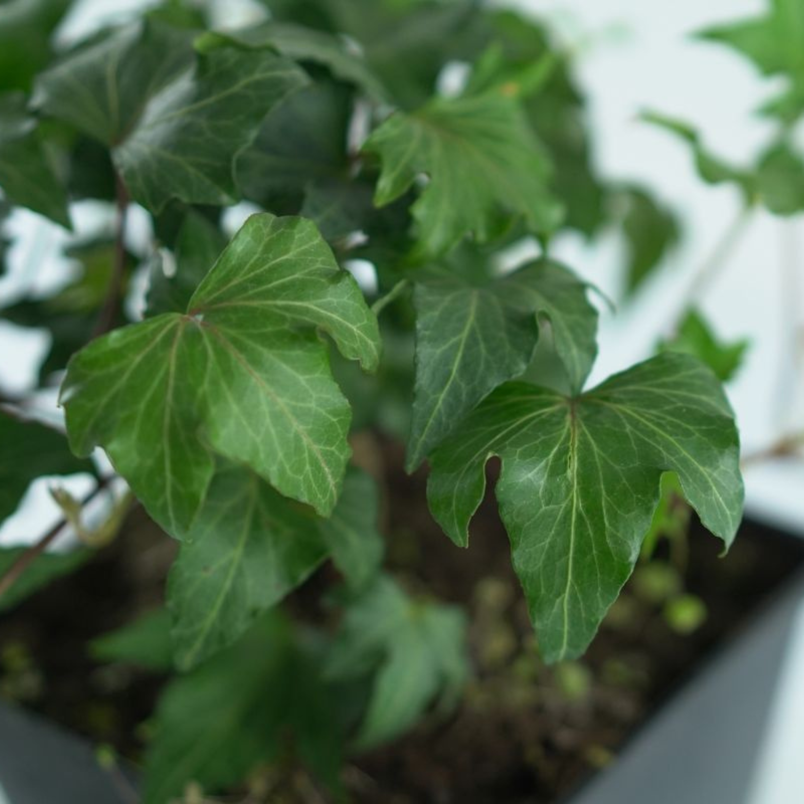 HEDERA HELIX 'Lalla Rookh' Bluszcz pospolity