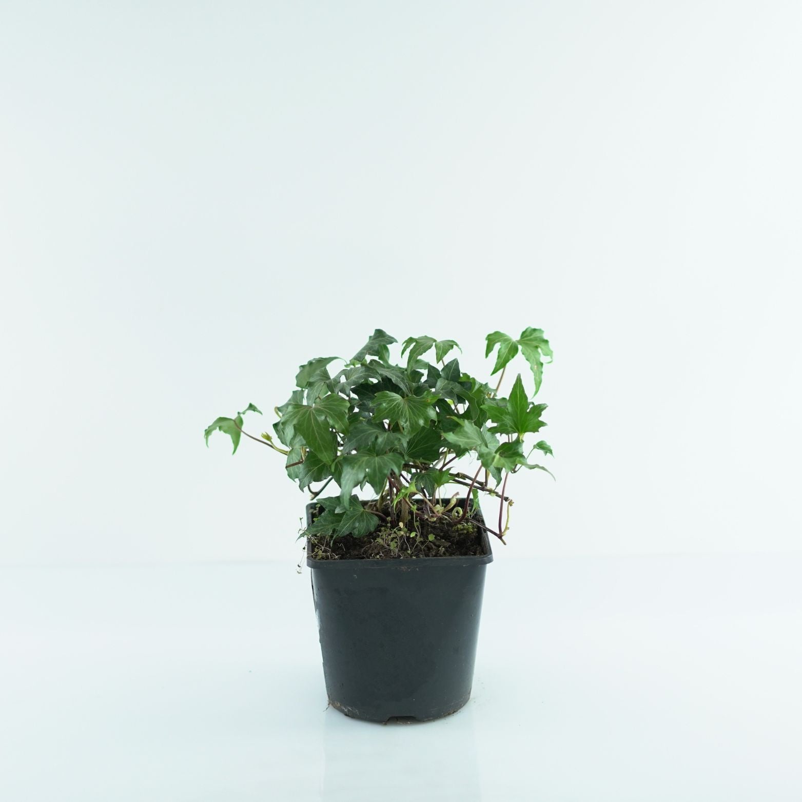 HEDERA HELIX 'Lalla Rookh' Bluszcz pospolity