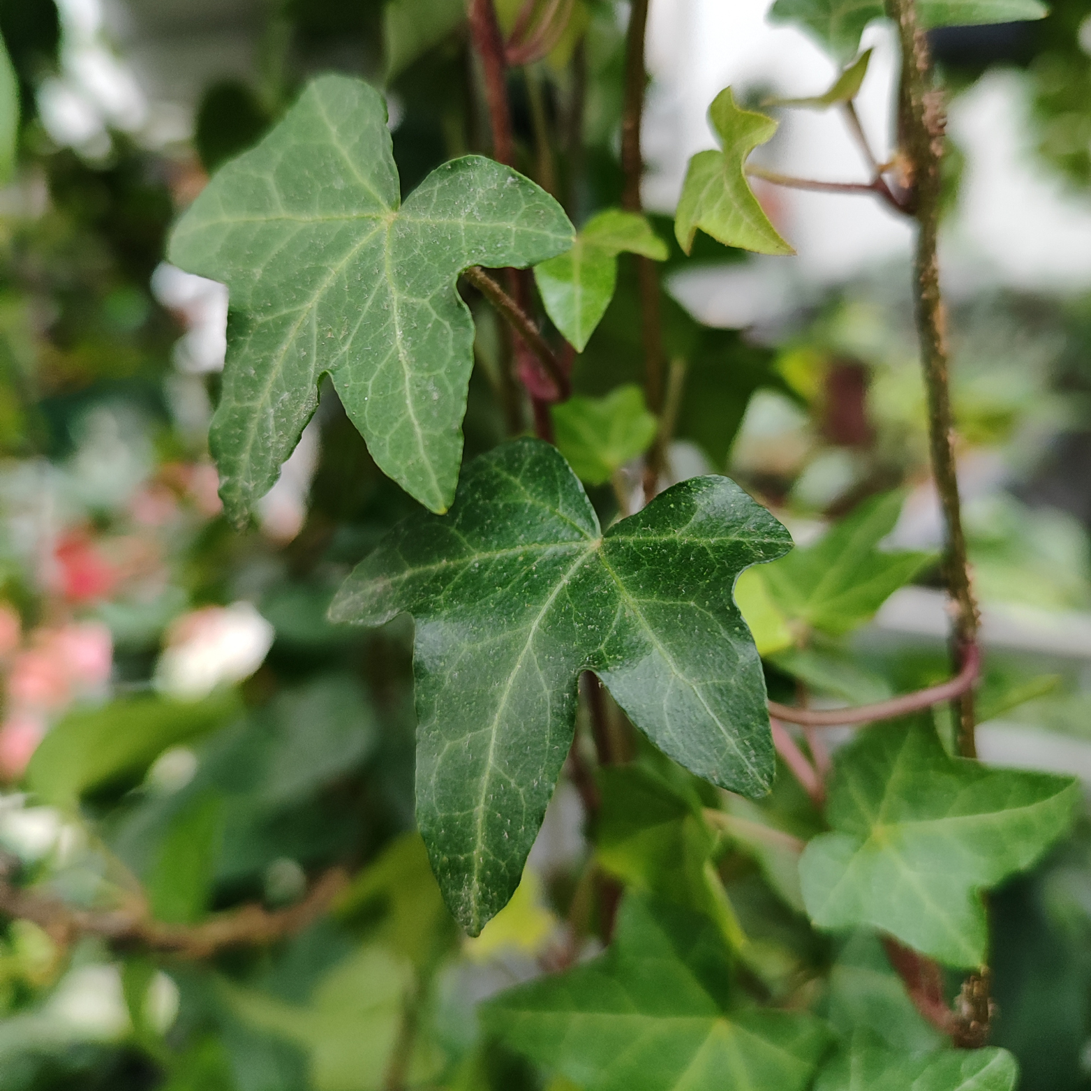 HEDERA HELIX 'PITTSBURG' Bluszcz pospolity