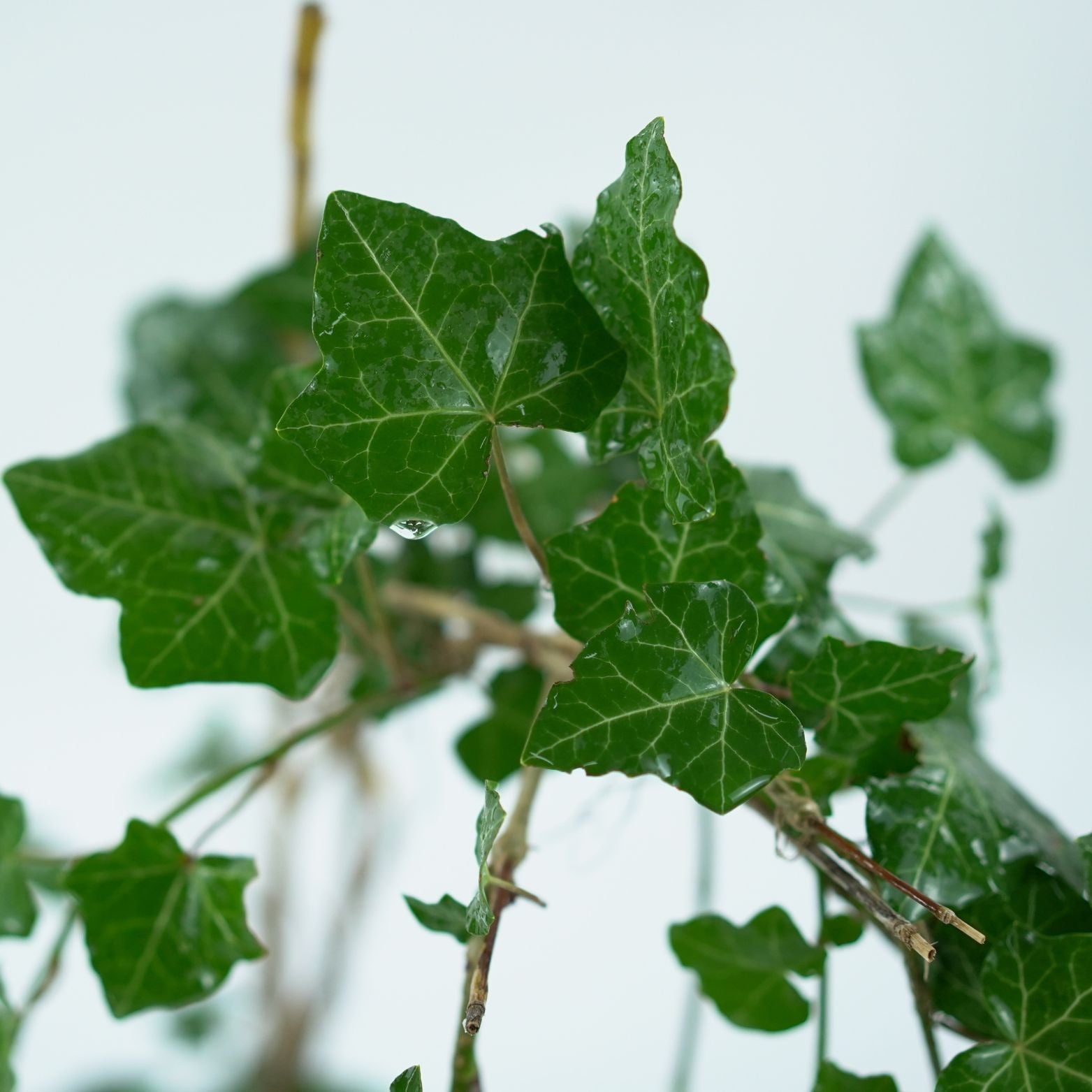 HEDERA HELIX 'THORNDALE' Bluszcz pospolity