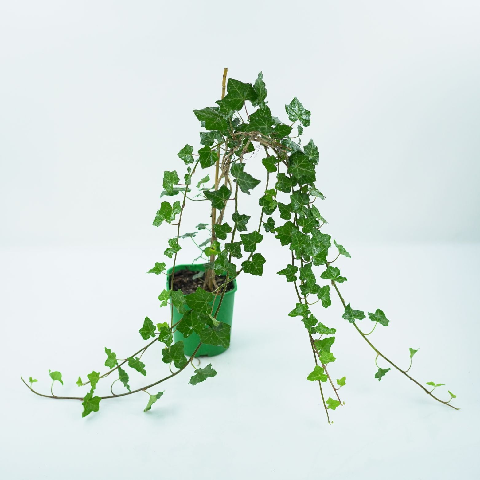 HEDERA HELIX 'THORNDALE' Bluszcz pospolity