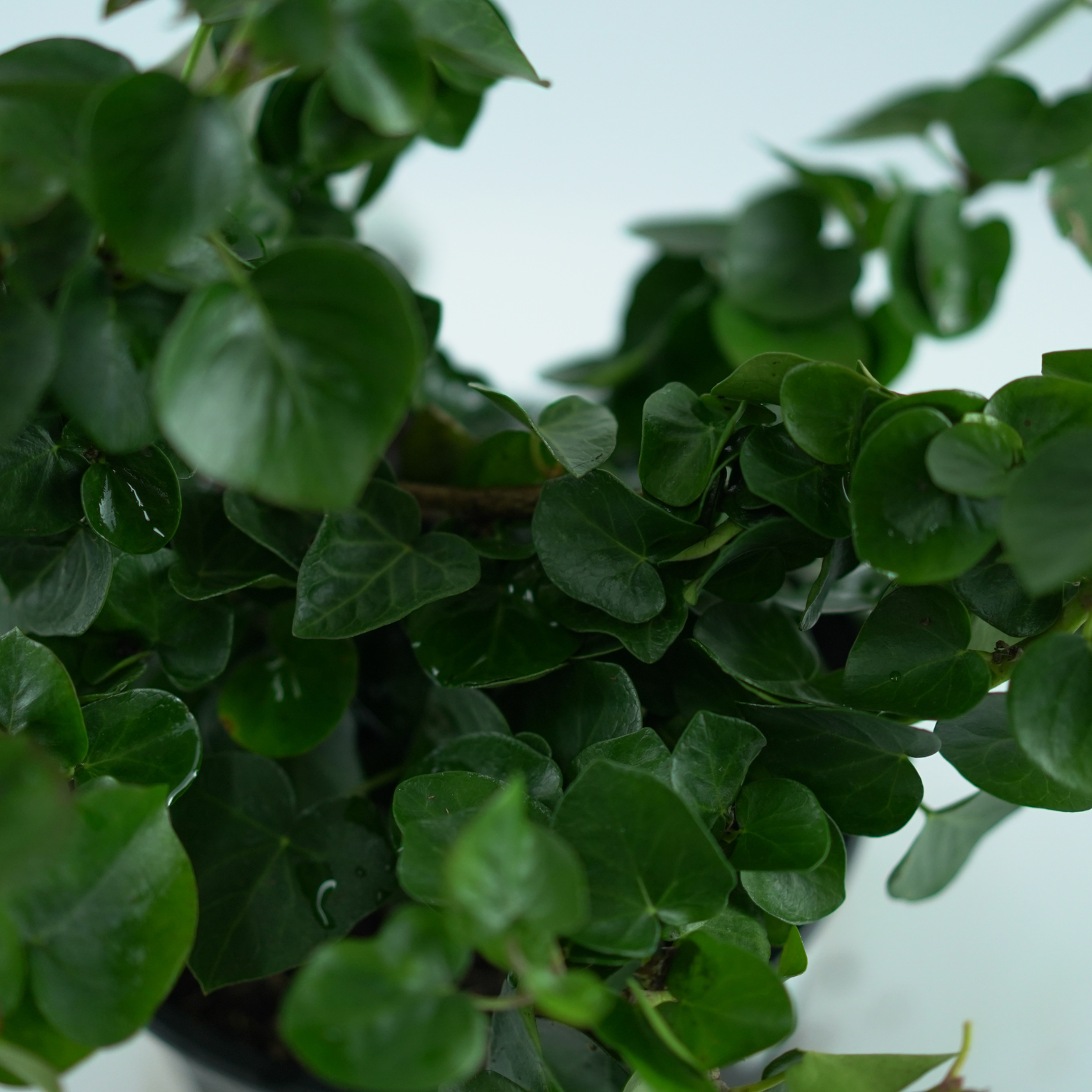 HEDERA HIBERNICA 'ARBORI COMPACT' Bluszcz irlandzki c3