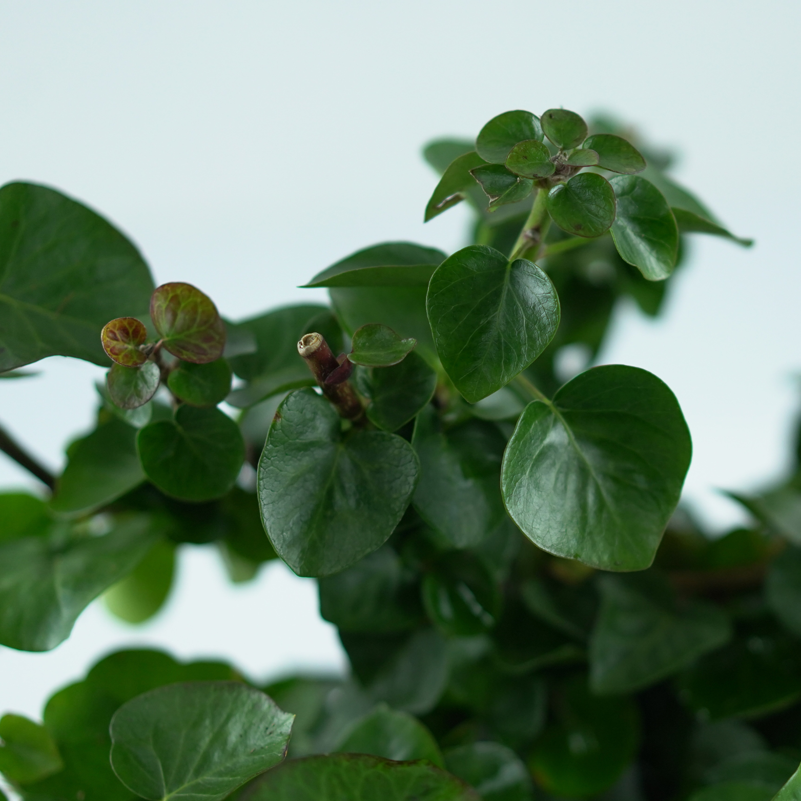 HEDERA HIBERNICA 'ARBORI COMPACT' Bluszcz irlandzki c3