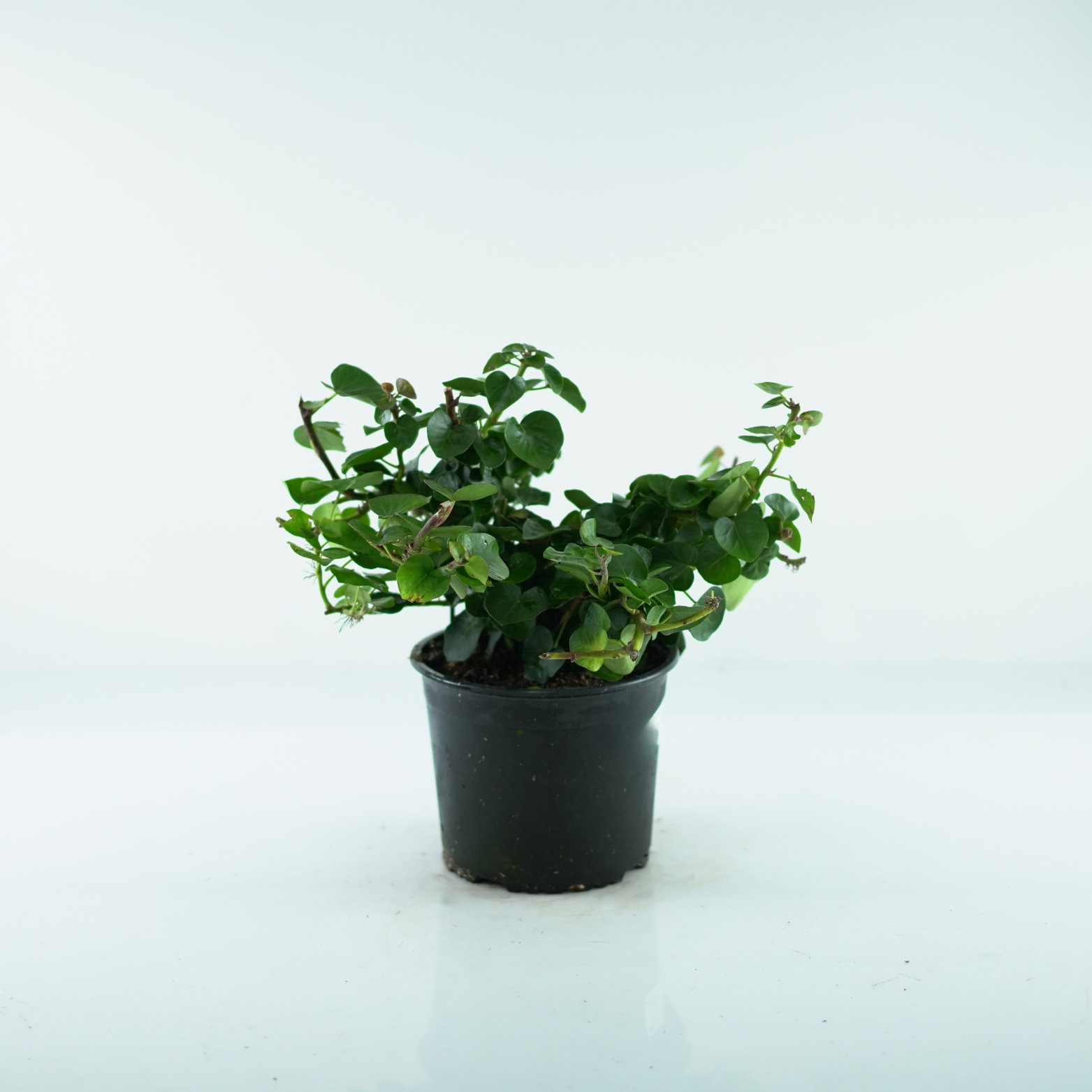 HEDERA HIBERNICA 'ARBORI COMPACT' Bluszcz irlandzki c3