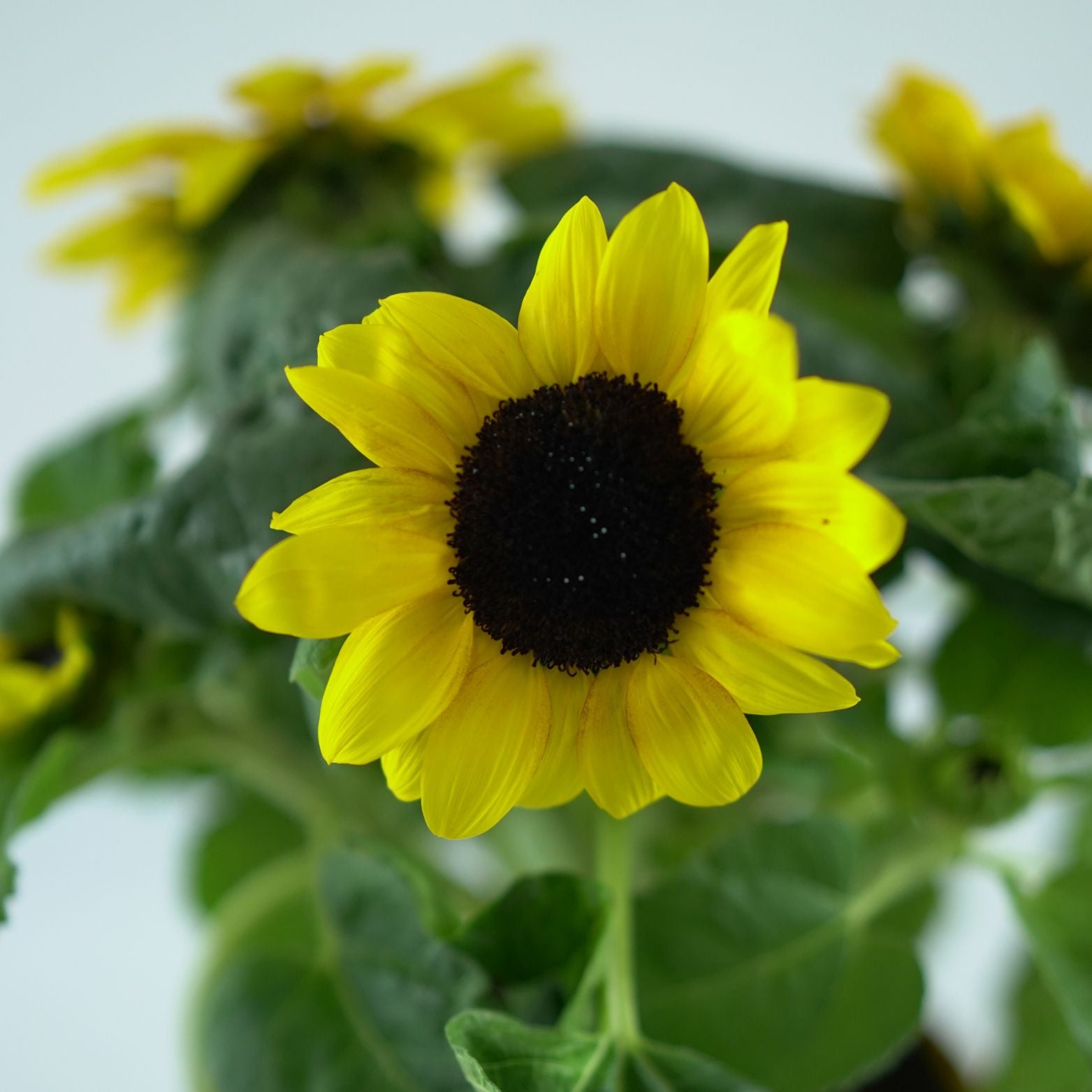 HELIANTHUS ANNUUS Słonecznik zwyczajny