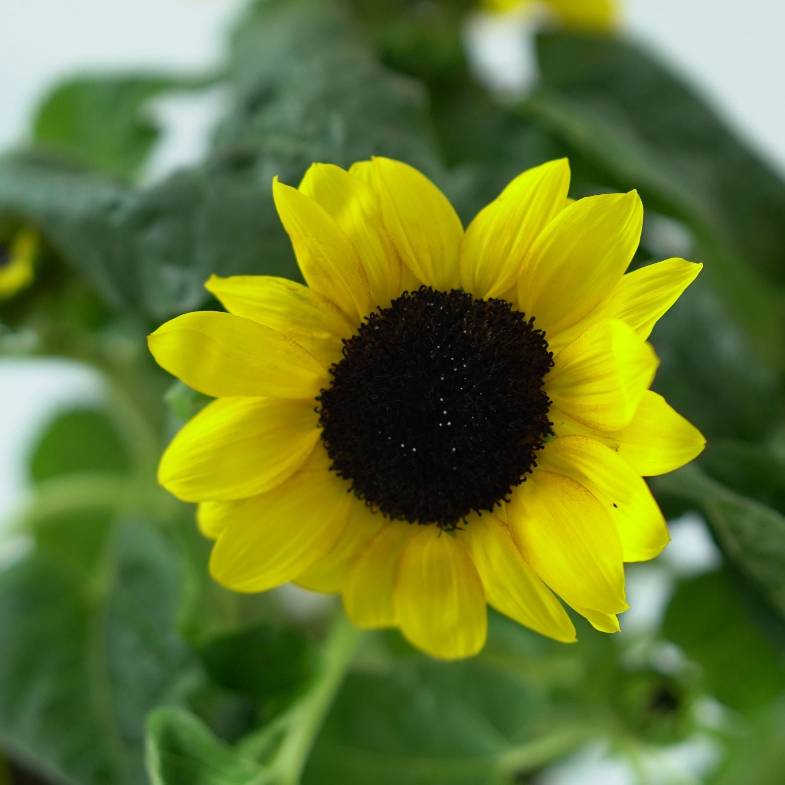HELIANTHUS ANNUUS Słonecznik zwyczajny
