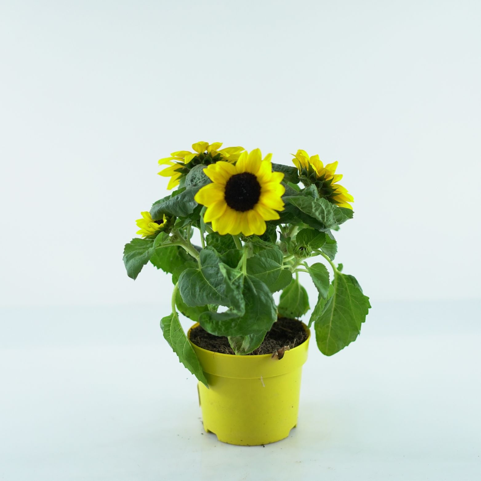 HELIANTHUS ANNUUS Słonecznik zwyczajny