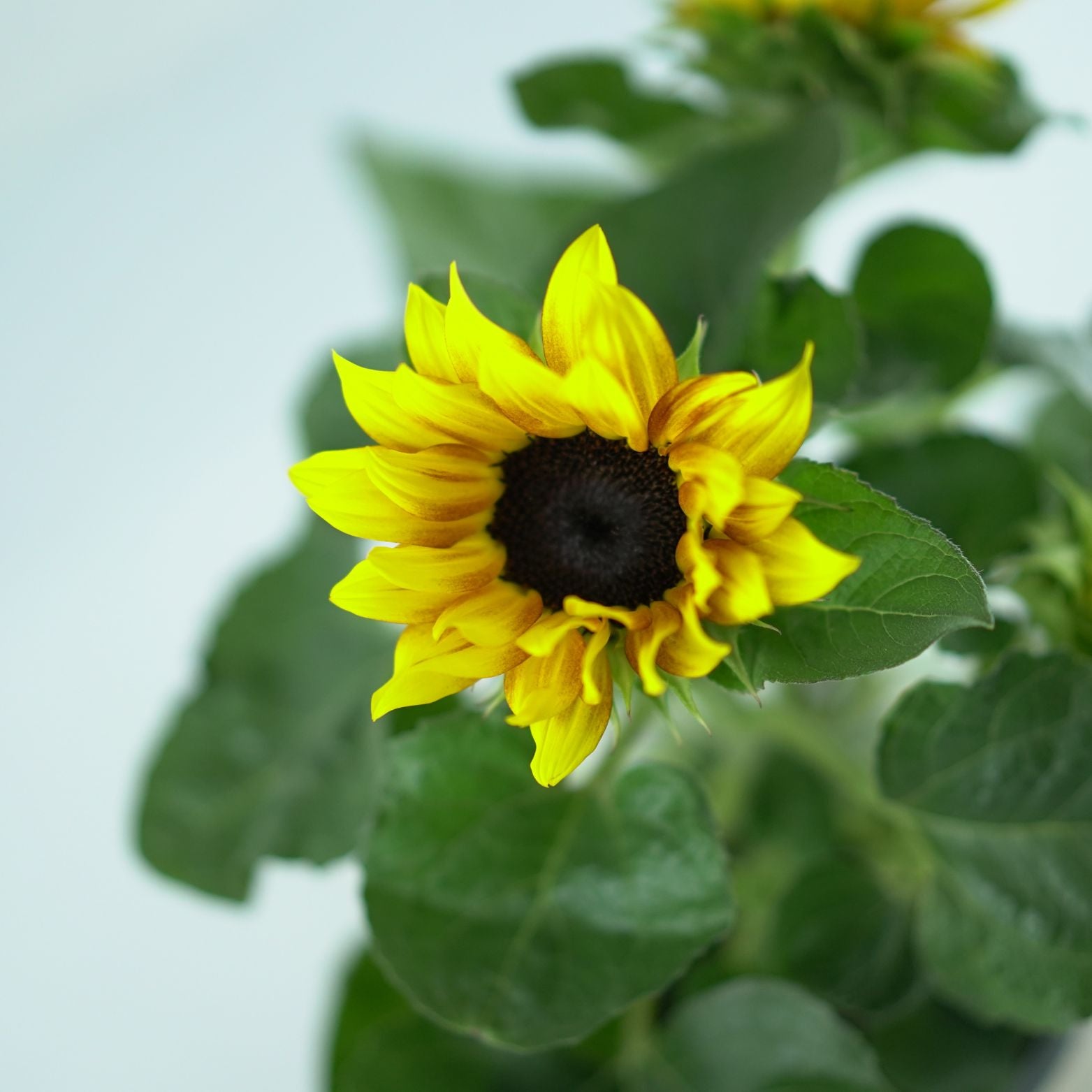 HELIANTHUS SENSATION 'Flame Yellow Brown' Słonecznik ozdobny