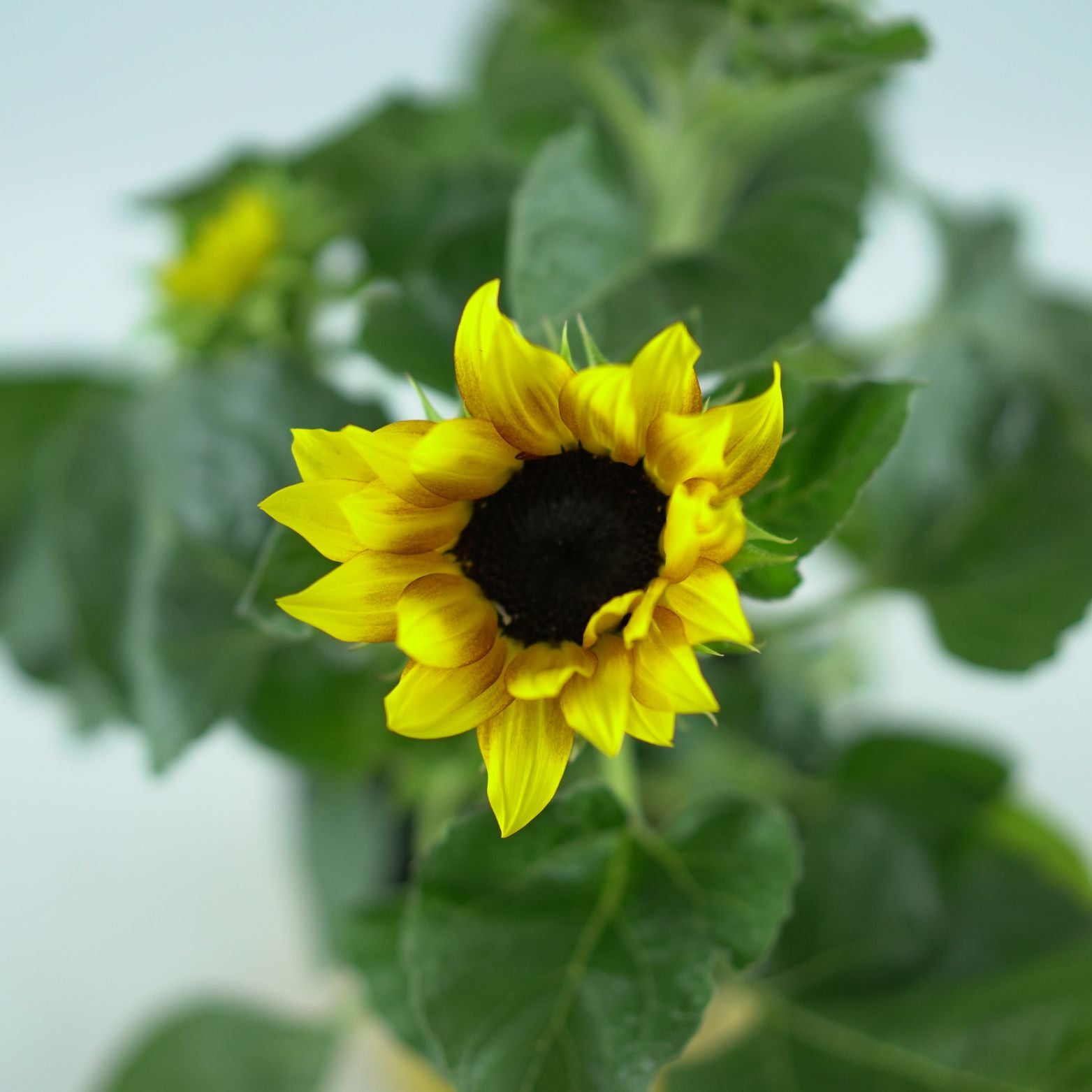 HELIANTHUS SENSATION 'Flame Yellow Brown' Słonecznik ozdobny