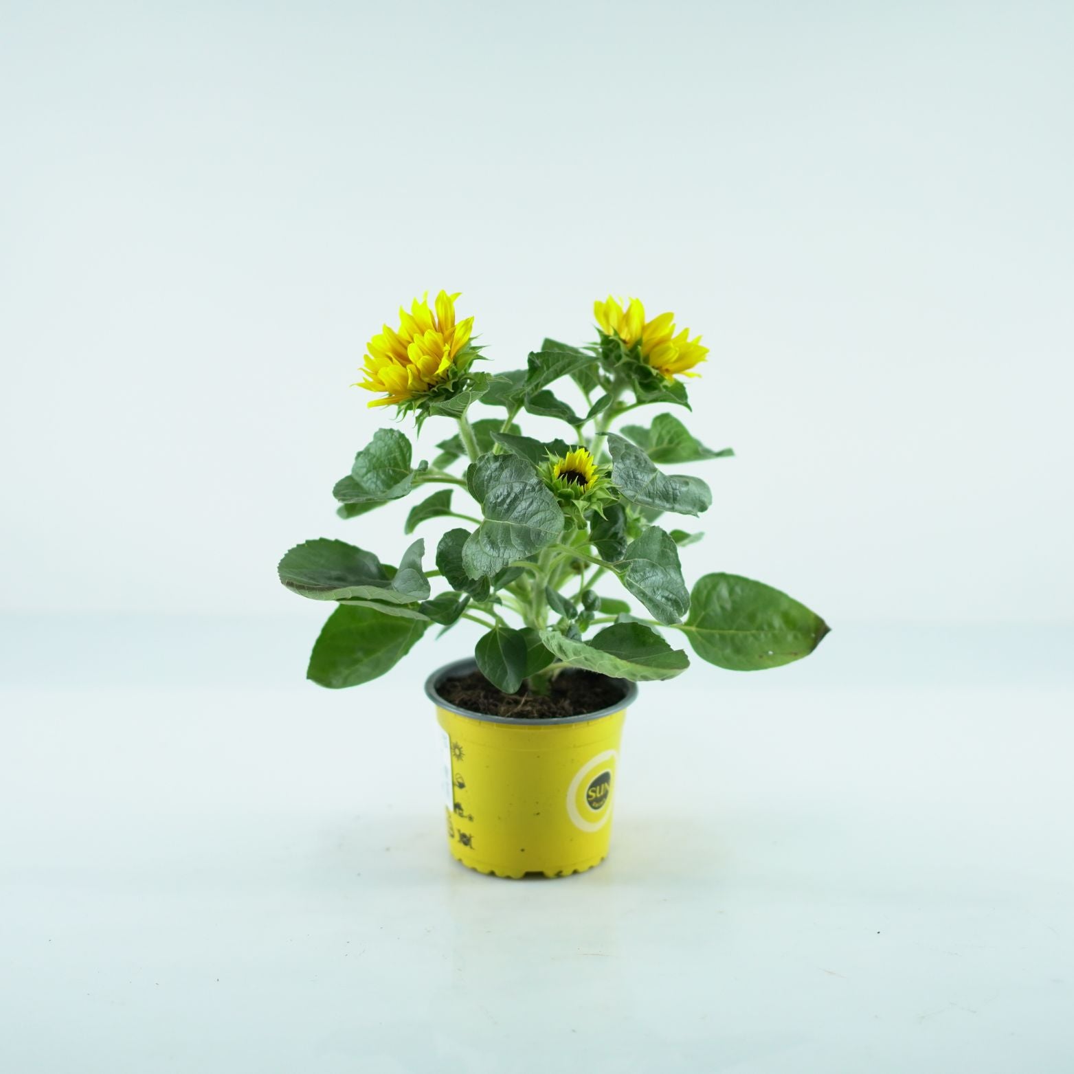 HELIANTHUS SENSATION 'Flame Yellow Brown' Słonecznik ozdobny