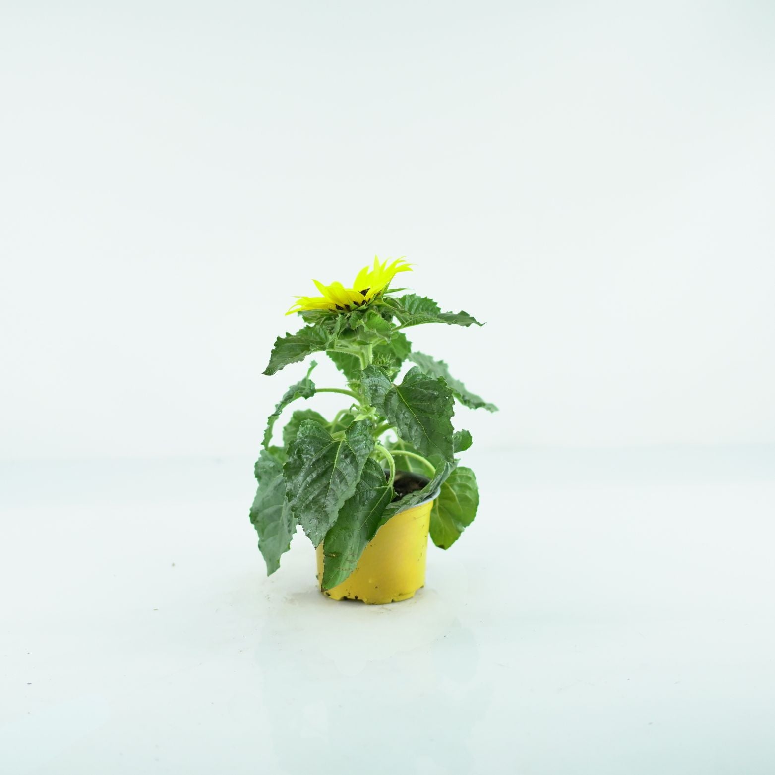 HELIANTHUS SUNSATION Słonecznik