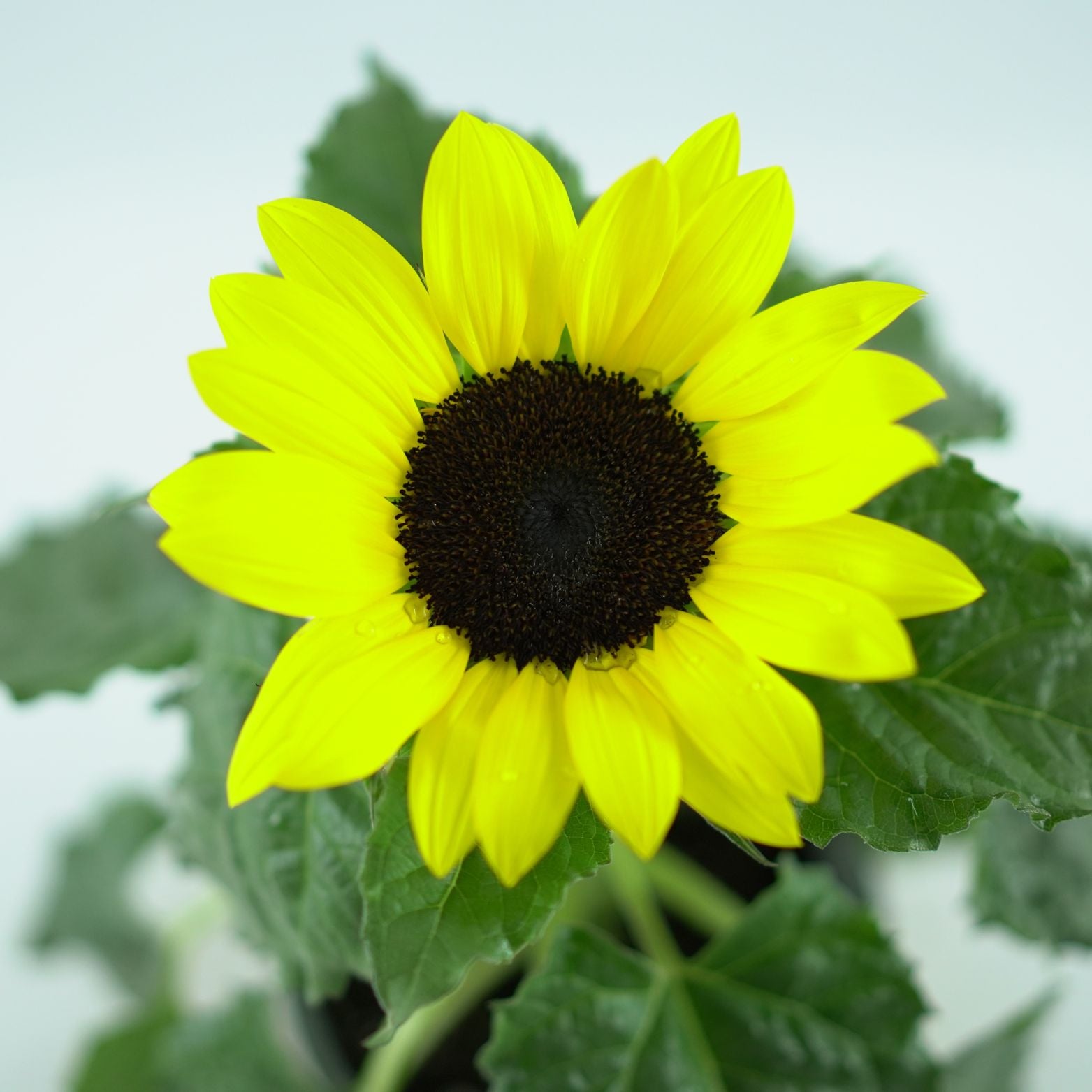 HELIANTHUS SUNSATION Słonecznik