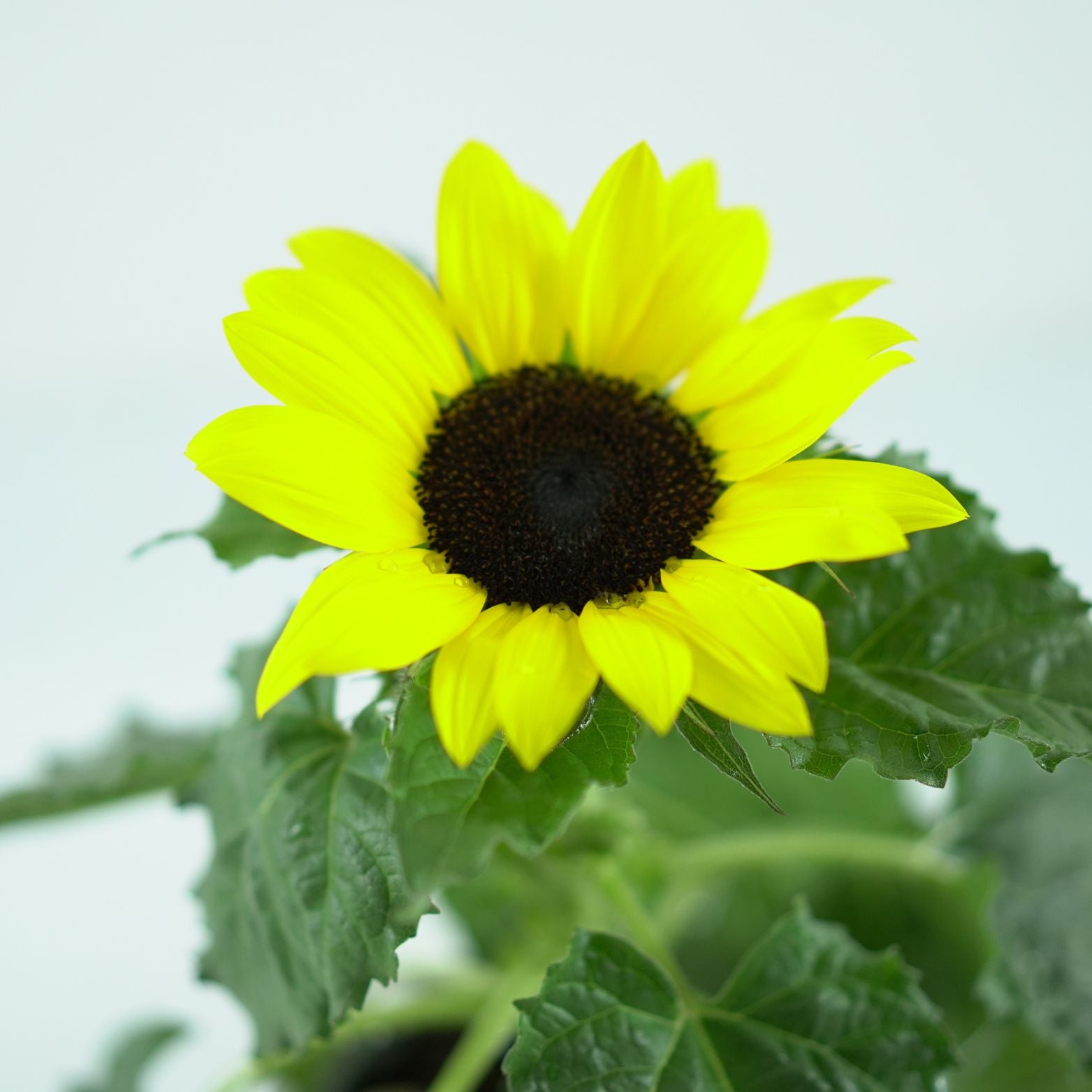 HELIANTHUS SUNSATION Słonecznik