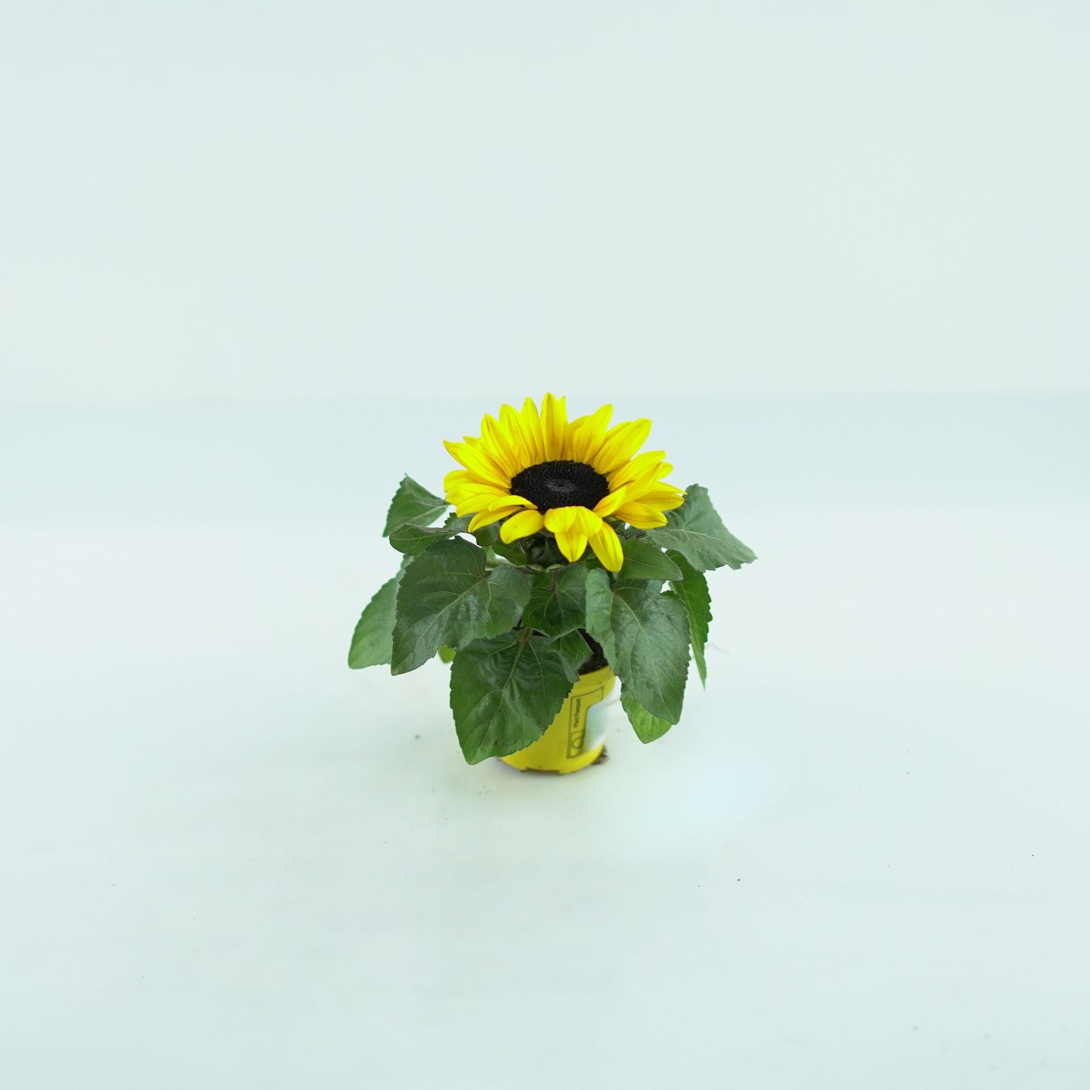 HELIANTHUS ANNUUS 'Petisol' Słonecznik zwyczajny