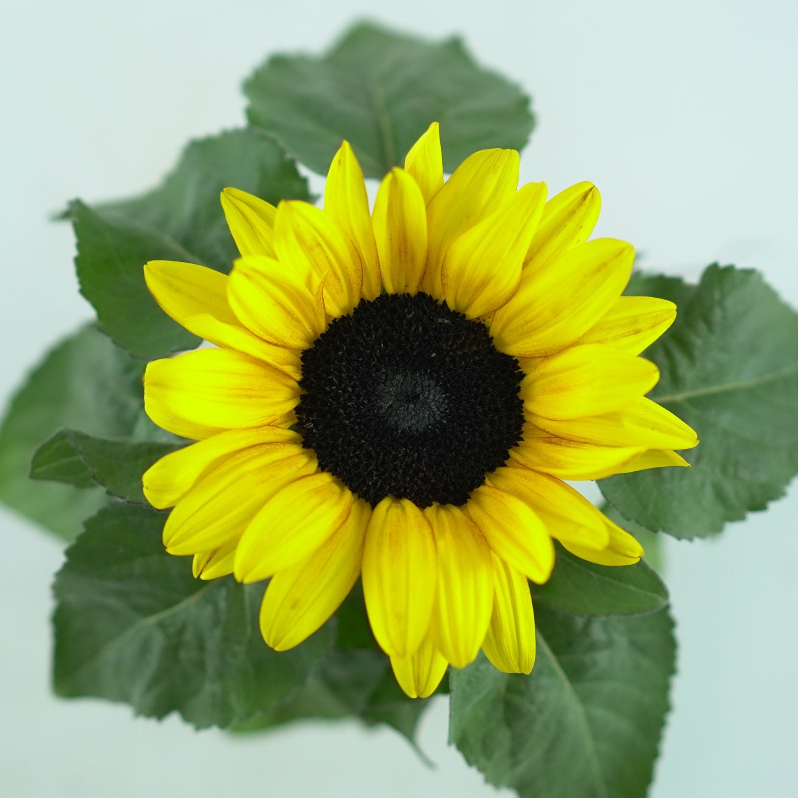 HELIANTHUS ANNUUS 'Petisol' Słonecznik zwyczajny