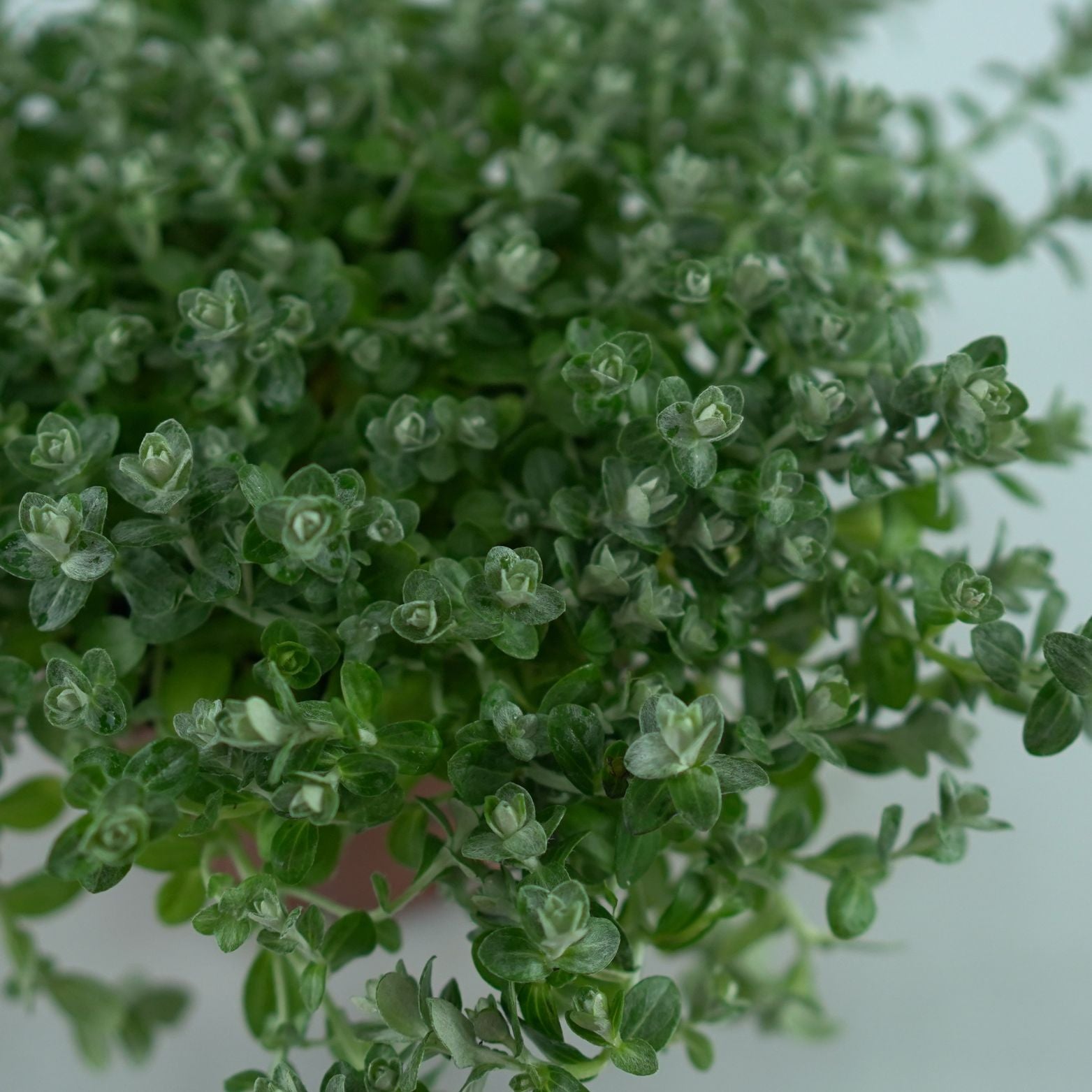 HELICHRYSUM PETIOLARE 'Silver mist' Kocanka włochata