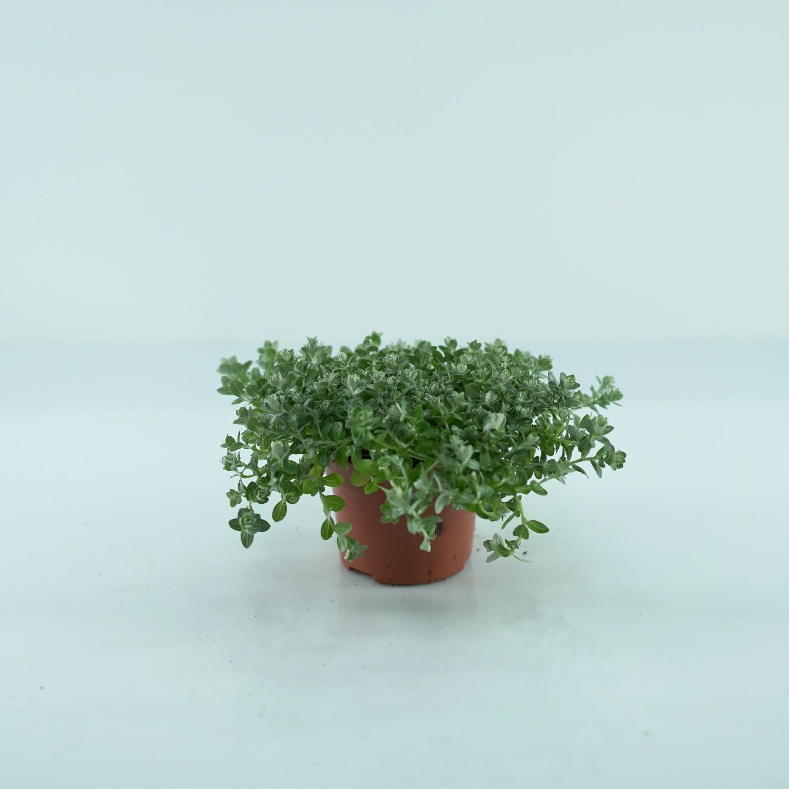HELICHRYSUM PETIOLARE 'Silver mist' Kocanka włochata