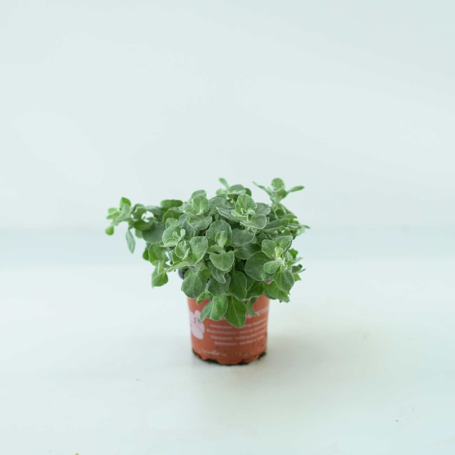 HELICHRYSUM PETIOLARE Kocanka włochata