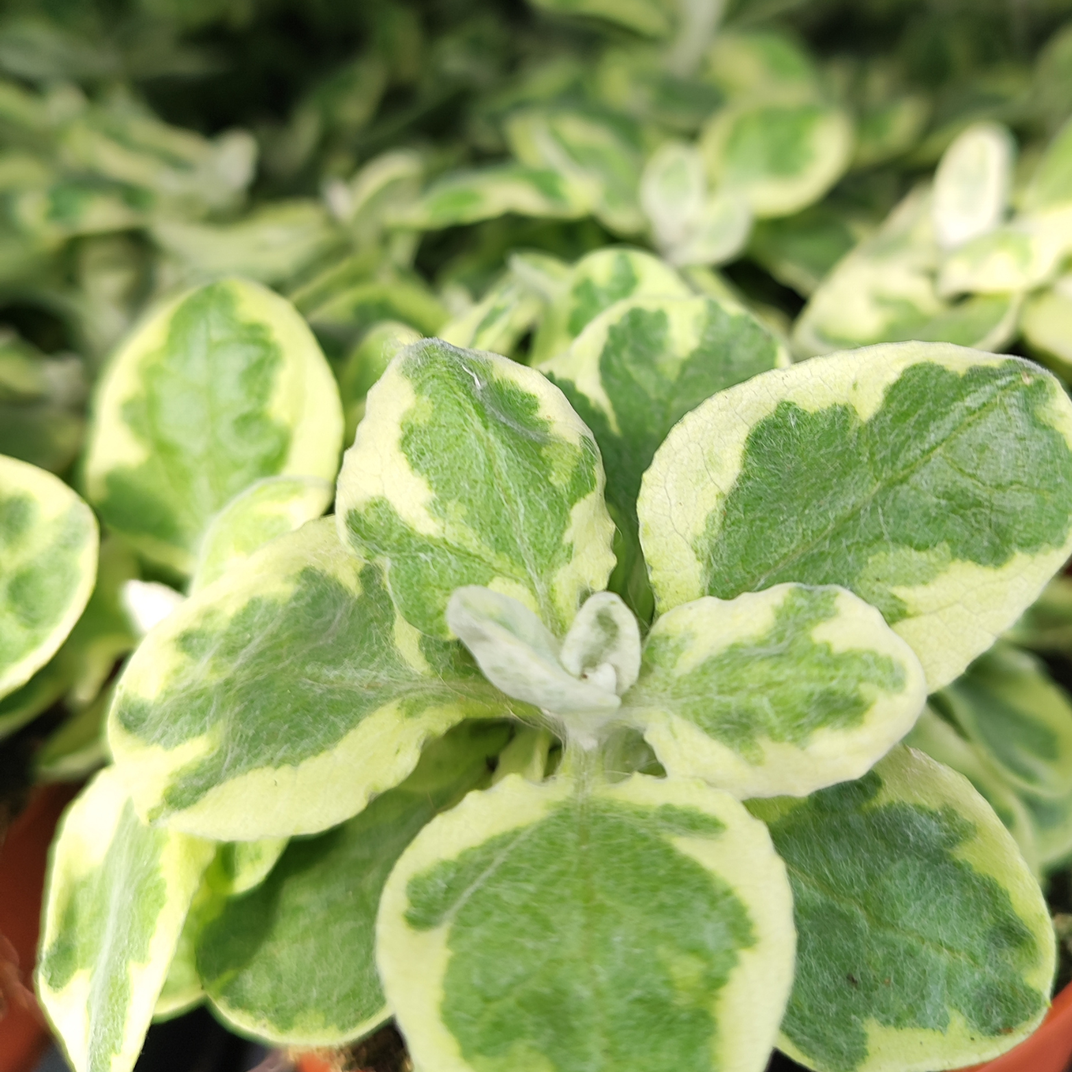 HELICHRYSUM SPLENDIDUM 'VARIEGATED' Kocanka