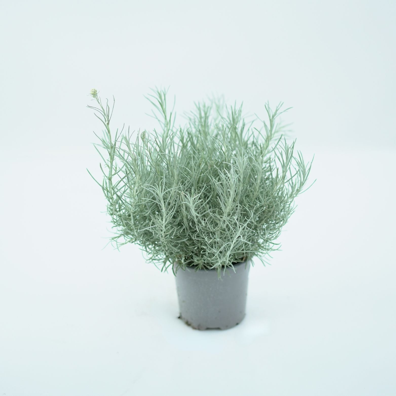 HELICHRYSUM ITALICUM Kocanka włoska