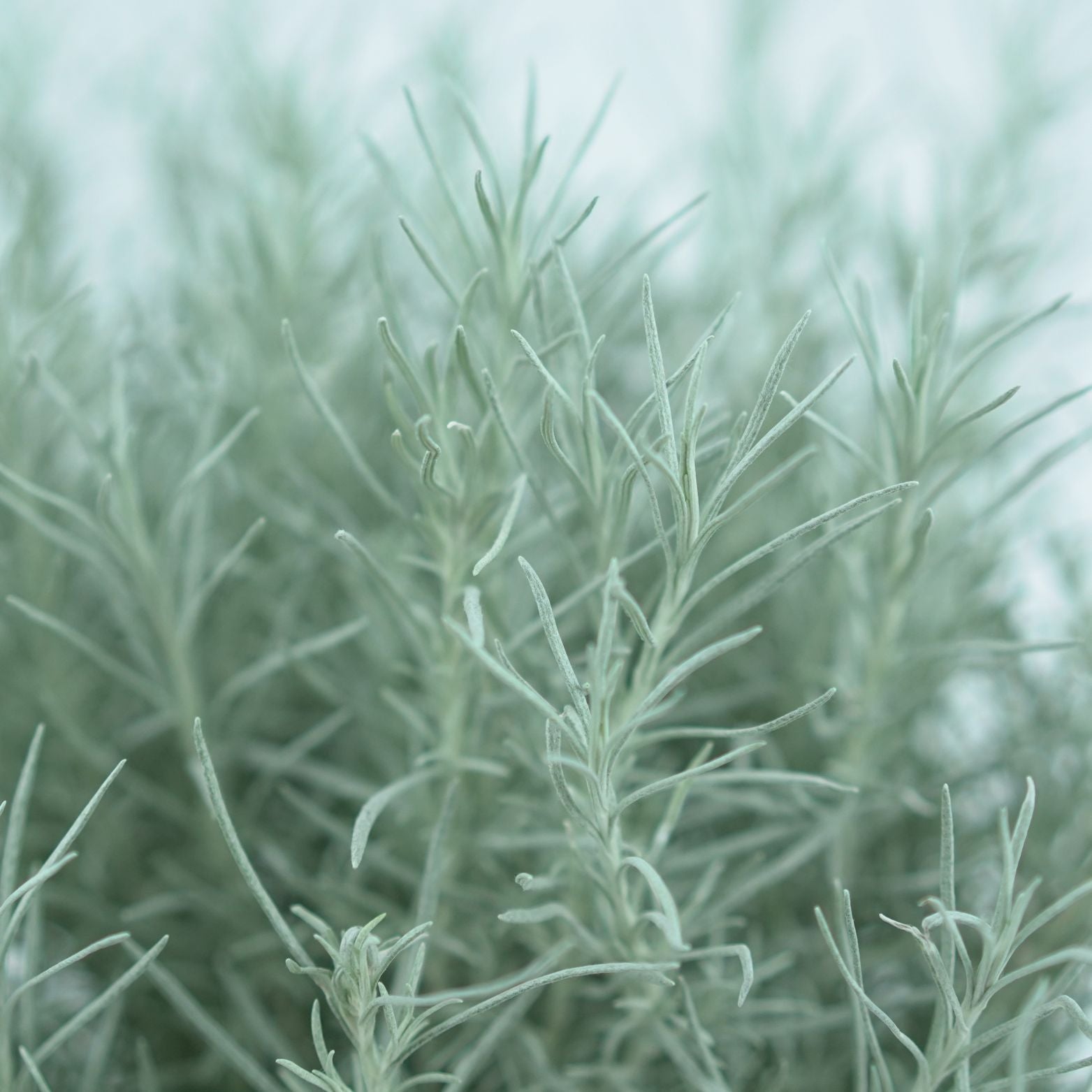HELICHRYSUM ITALICUM Kocanka włoska